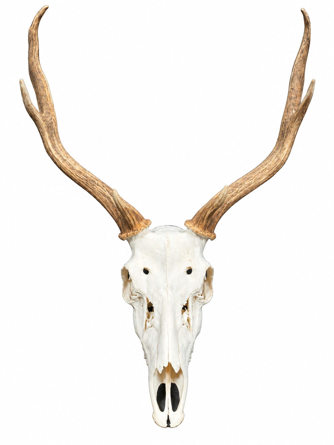 232 Fallow Euro.png
