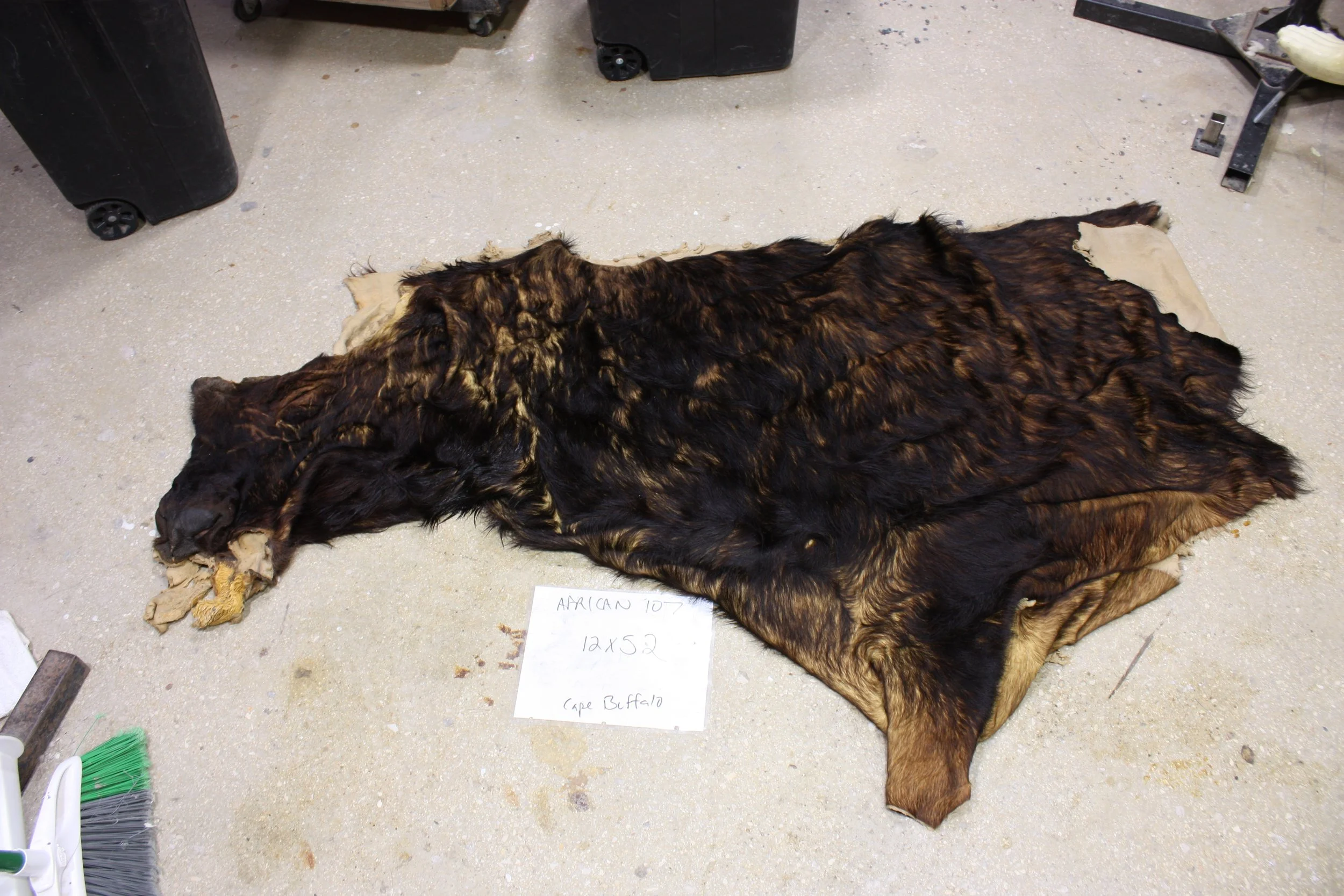 Cape Buffalo 107.JPG