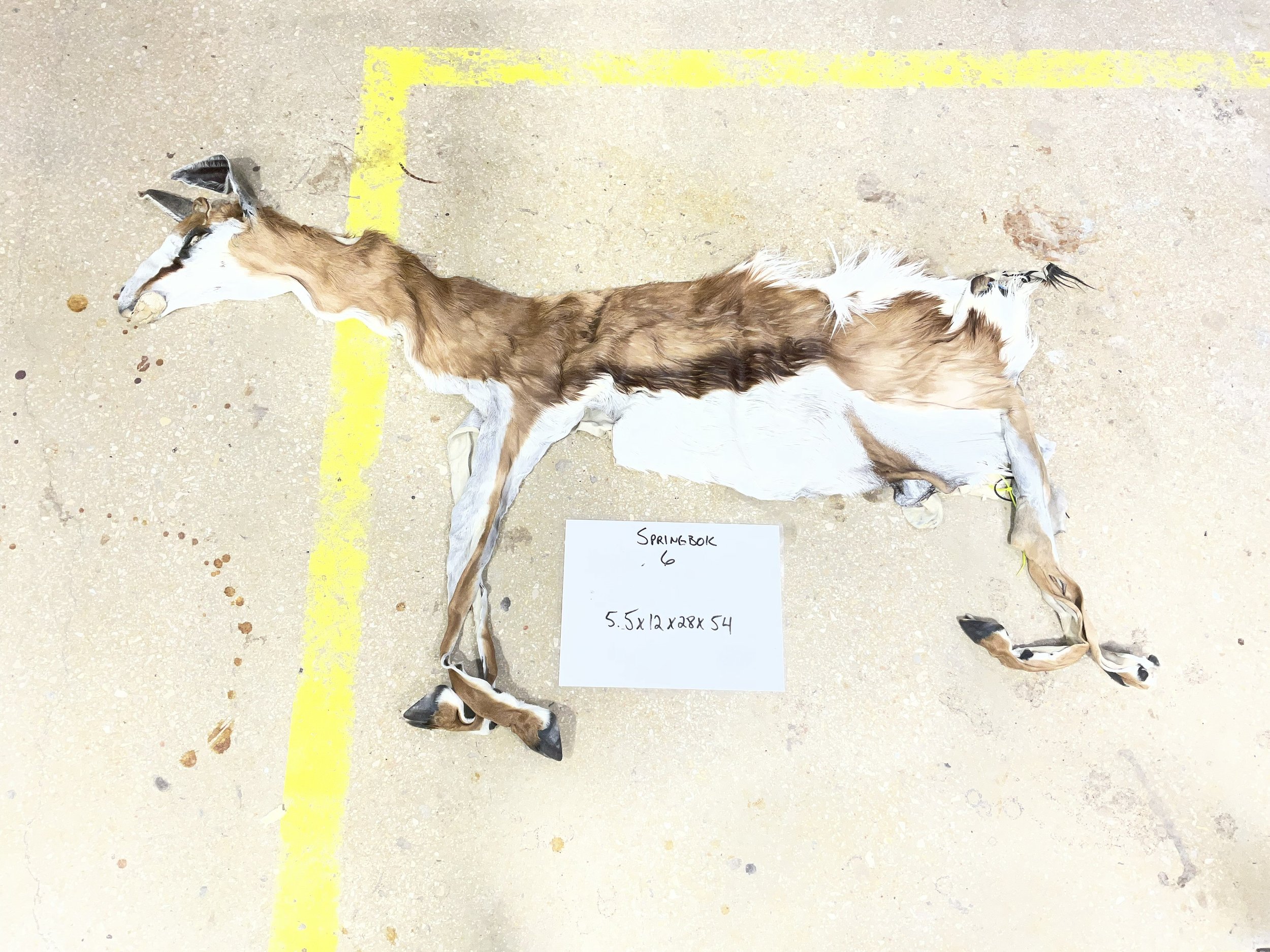 Springbok6.jpg