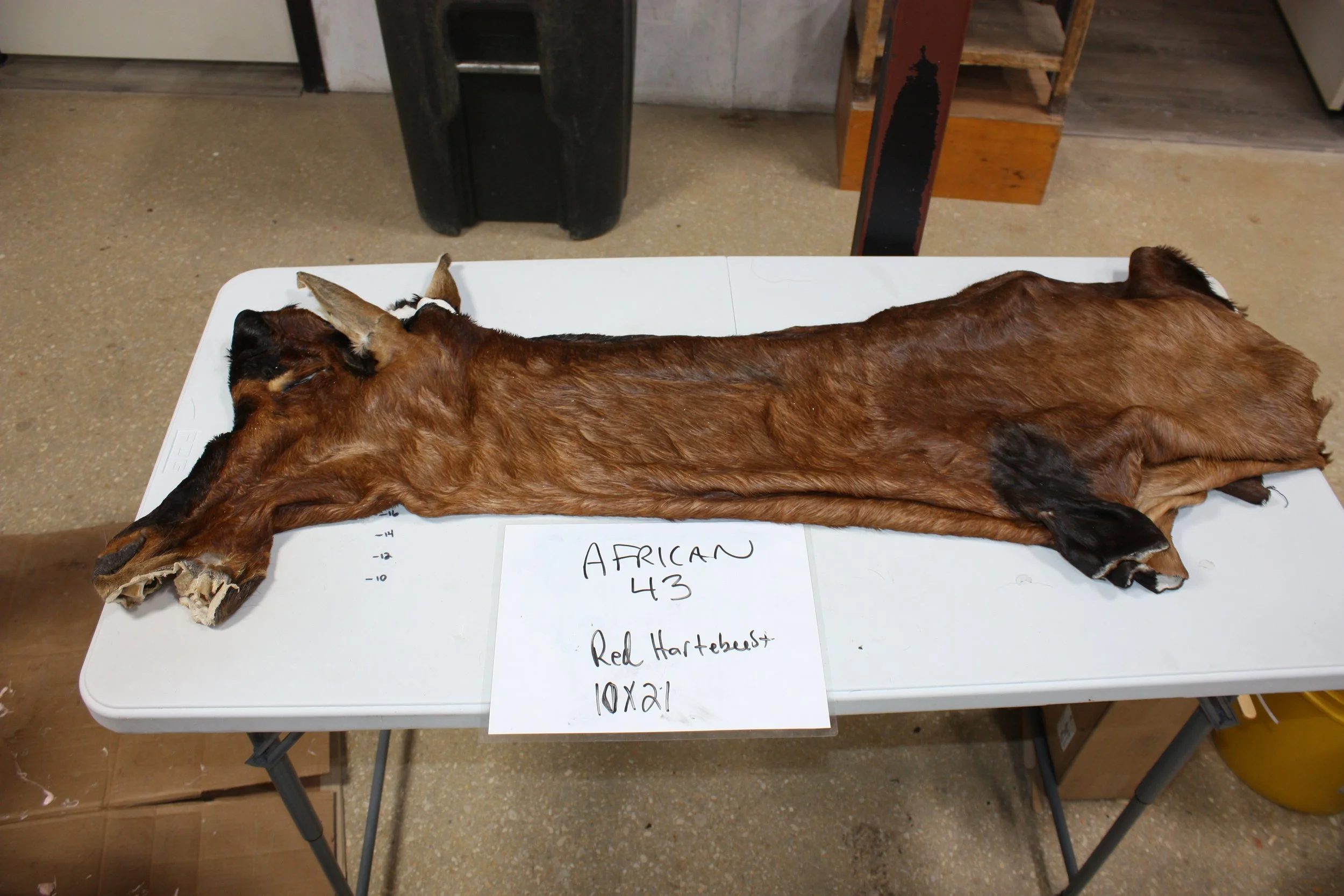 43 red hartebeest.JPG