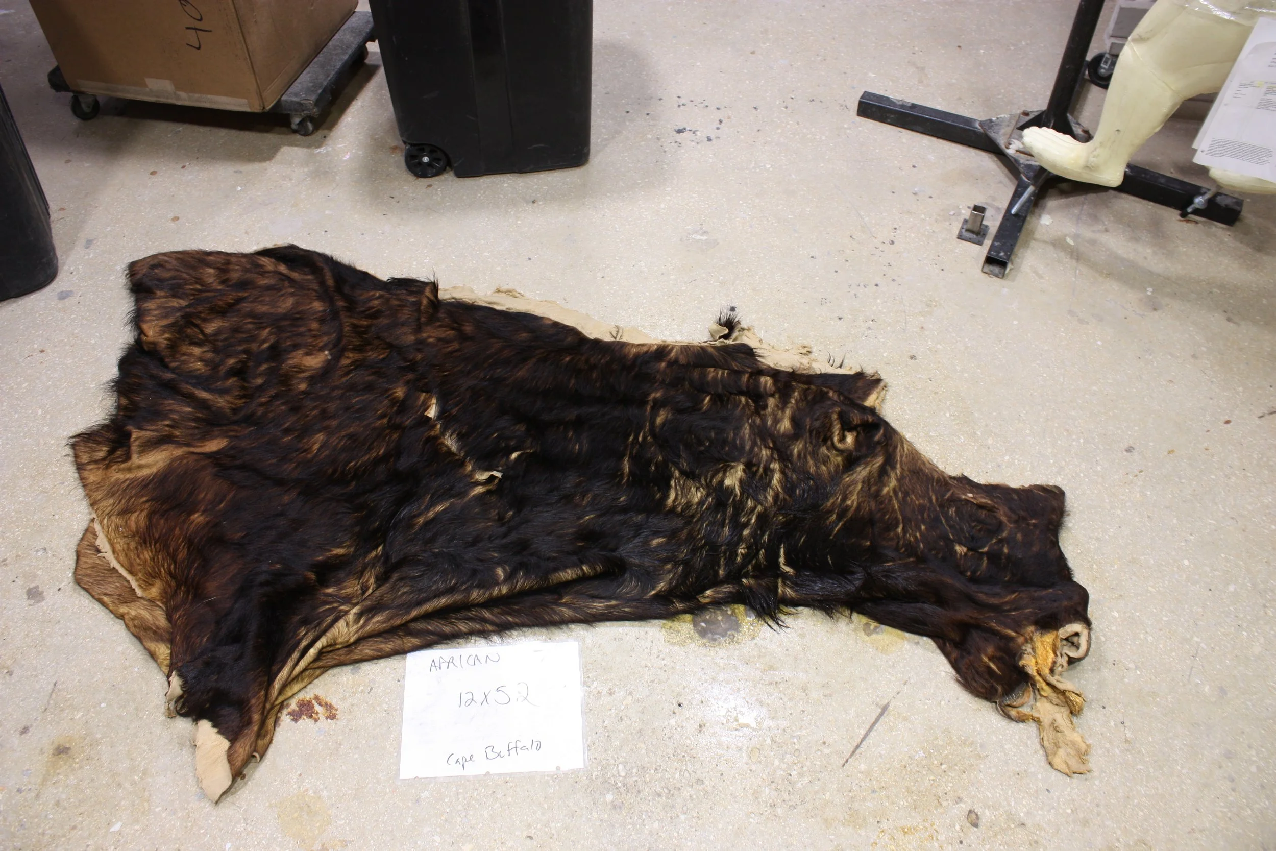 Cape Buffalo 107 (2).JPG