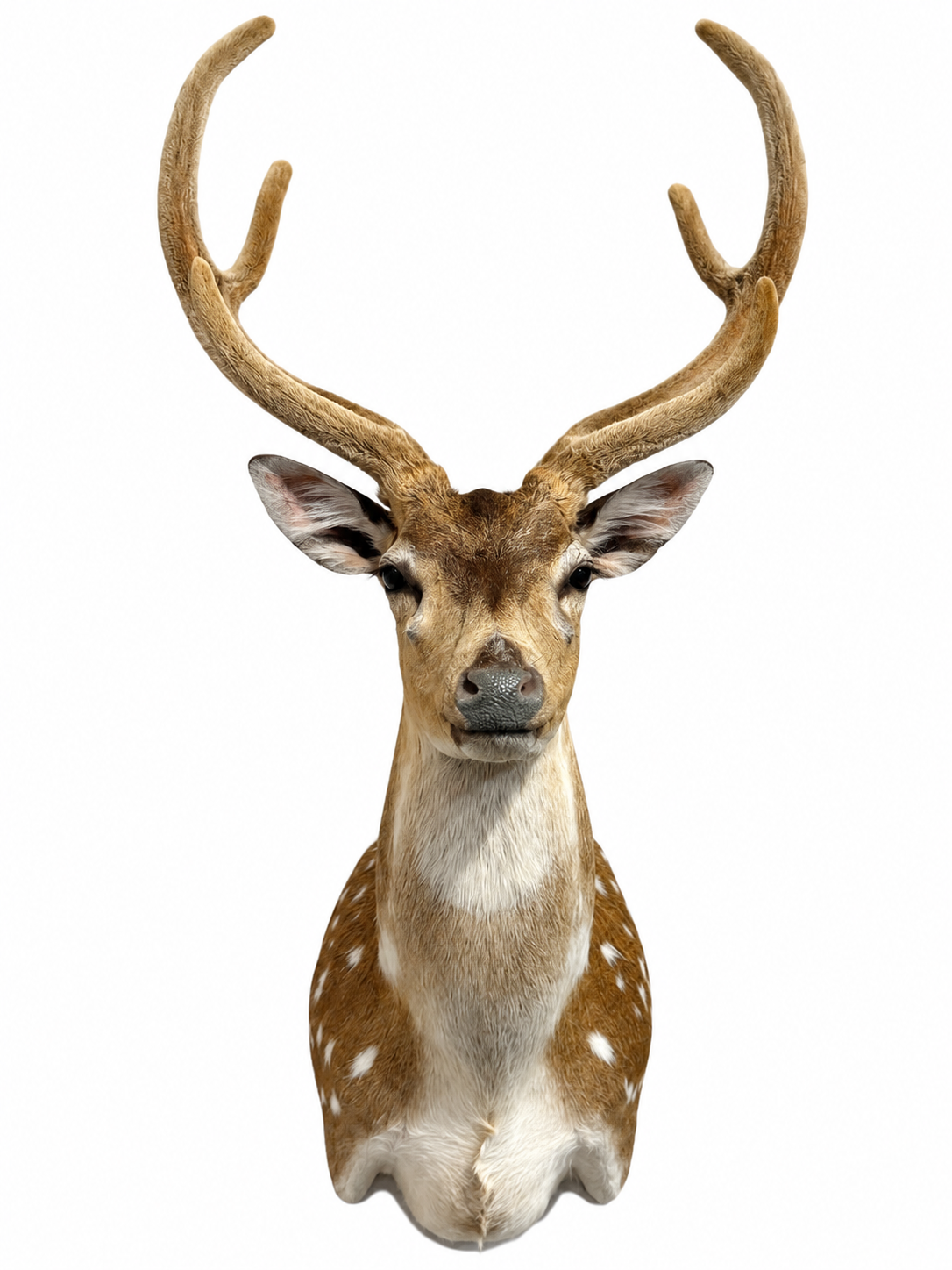 239.png