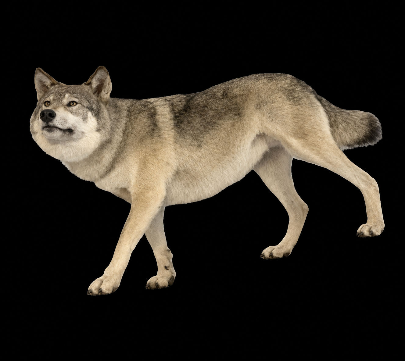 #35-Wolf LS.png