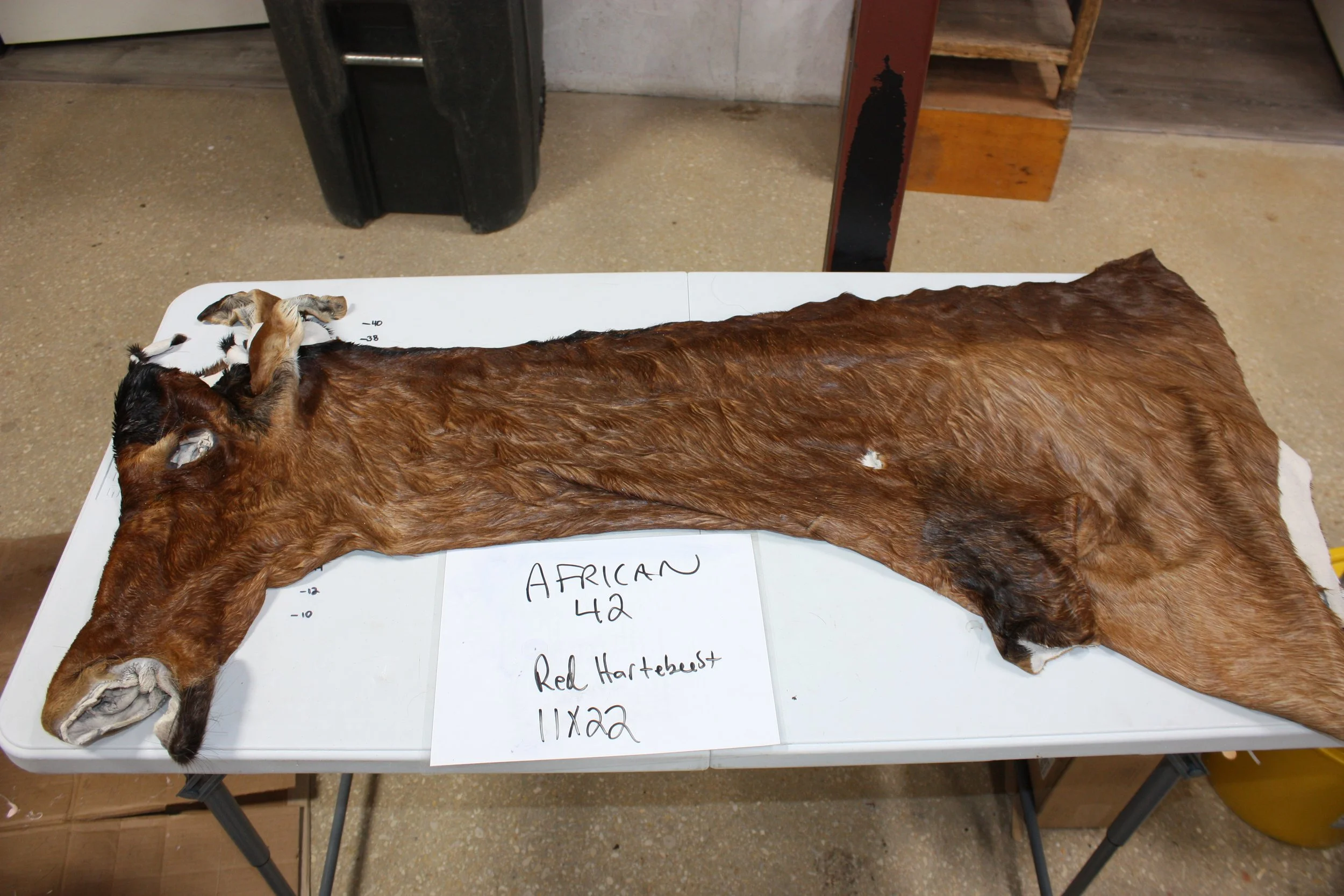 42 red hartebeest.JPG