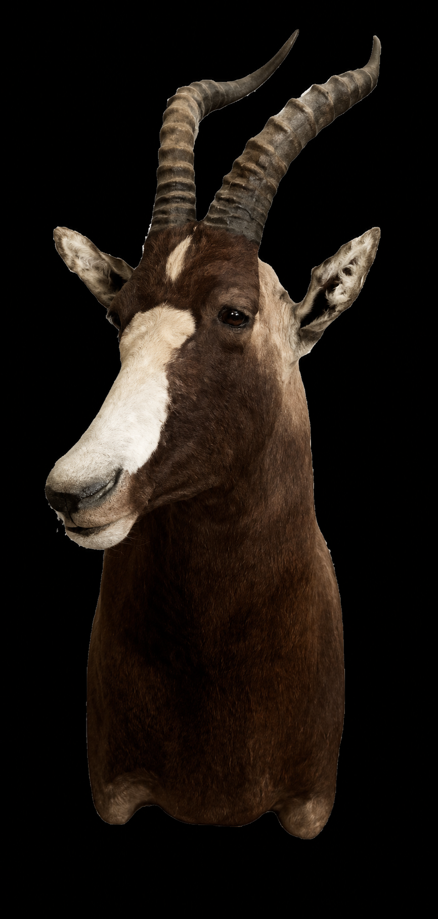 #28 Blesbok.png