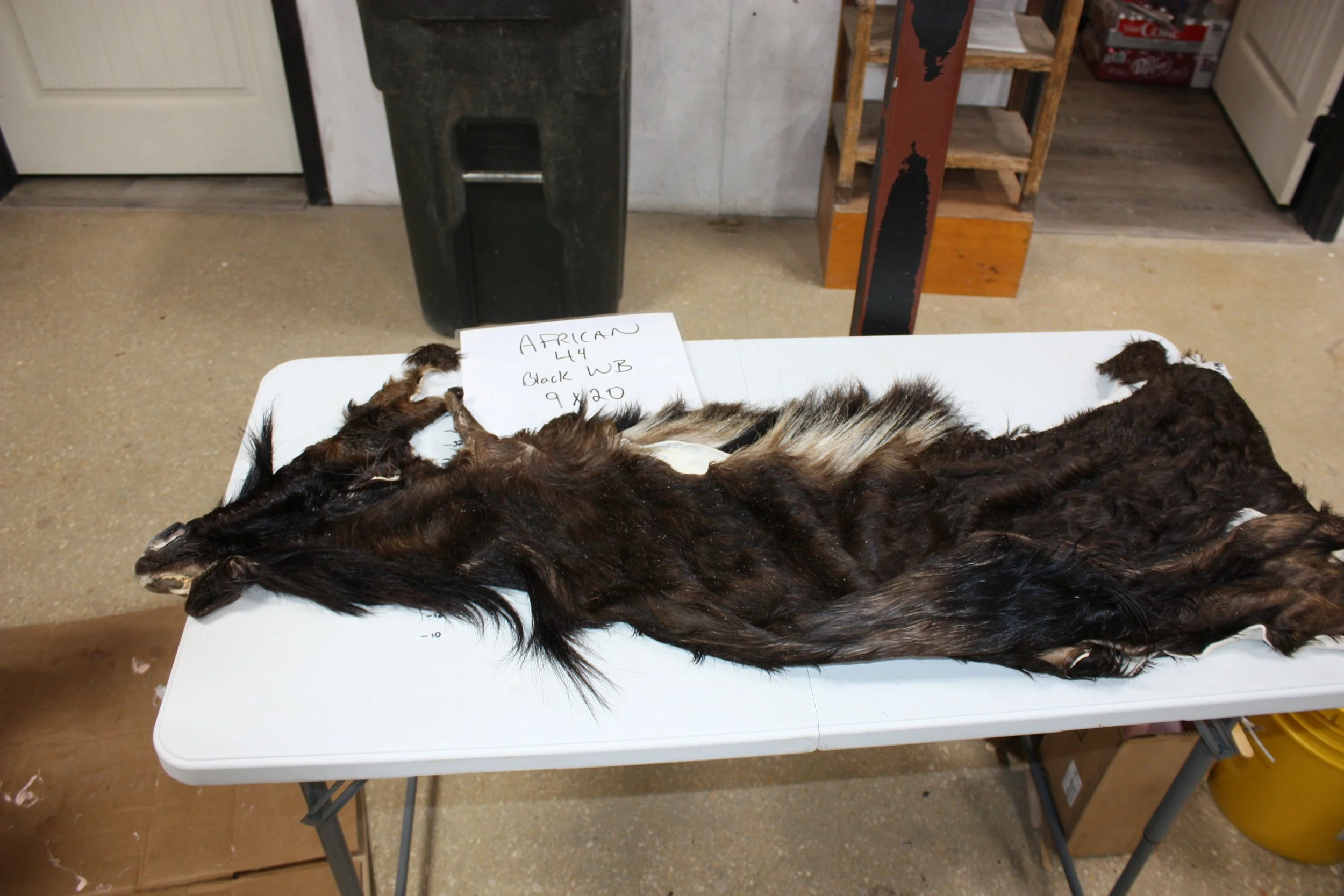 44 black wildebeest.JPG