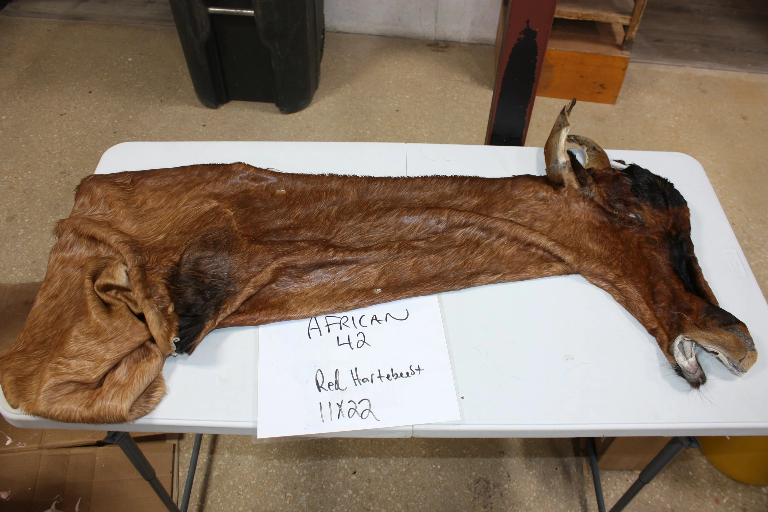 42 red hartebeest (2).JPG