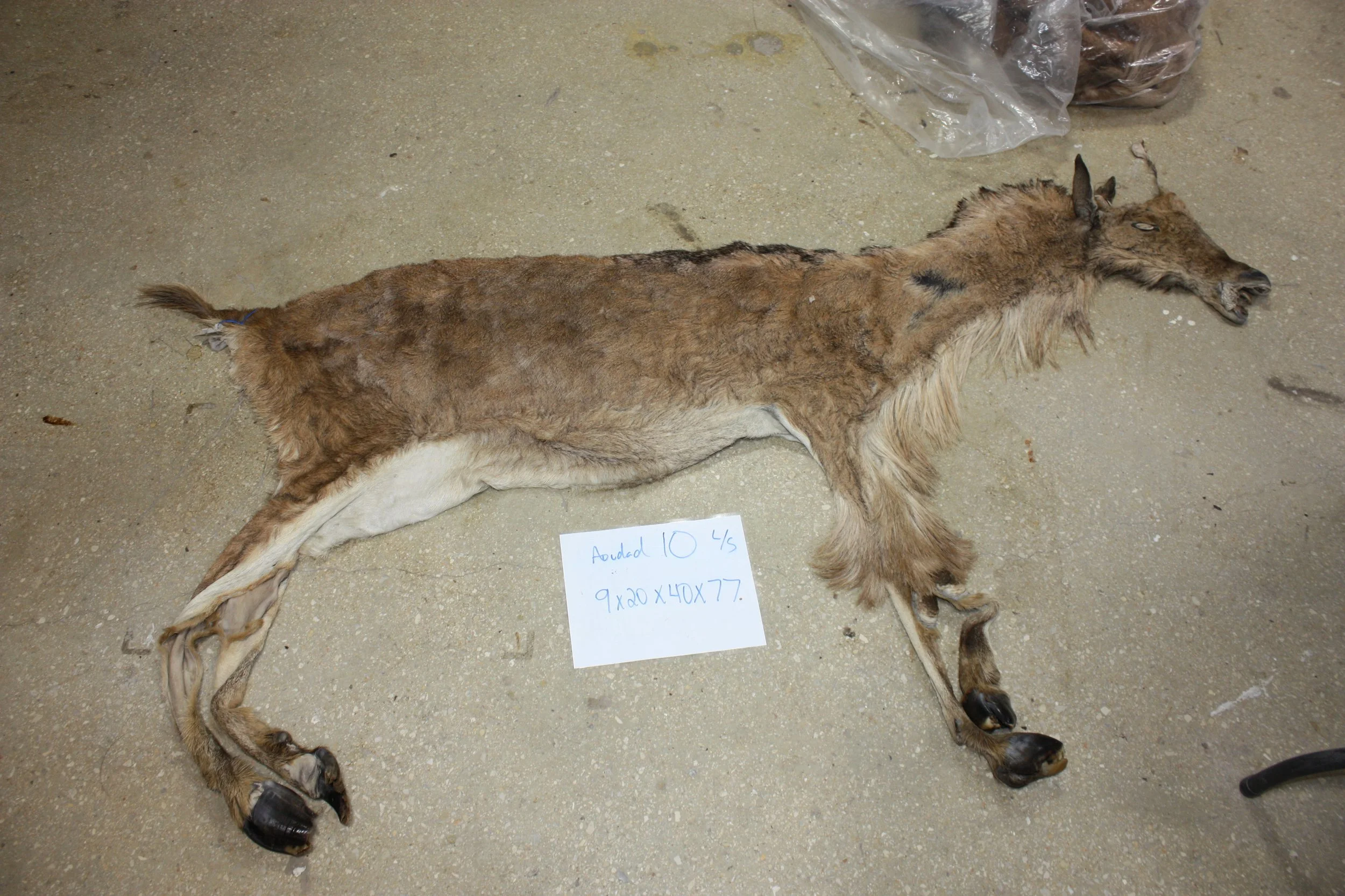 aoudad 10 600 (2).JPG