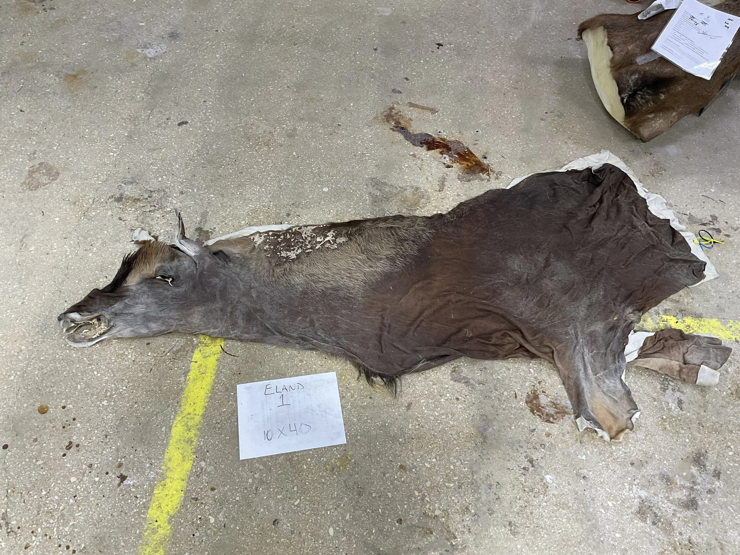 Eland1.jpg