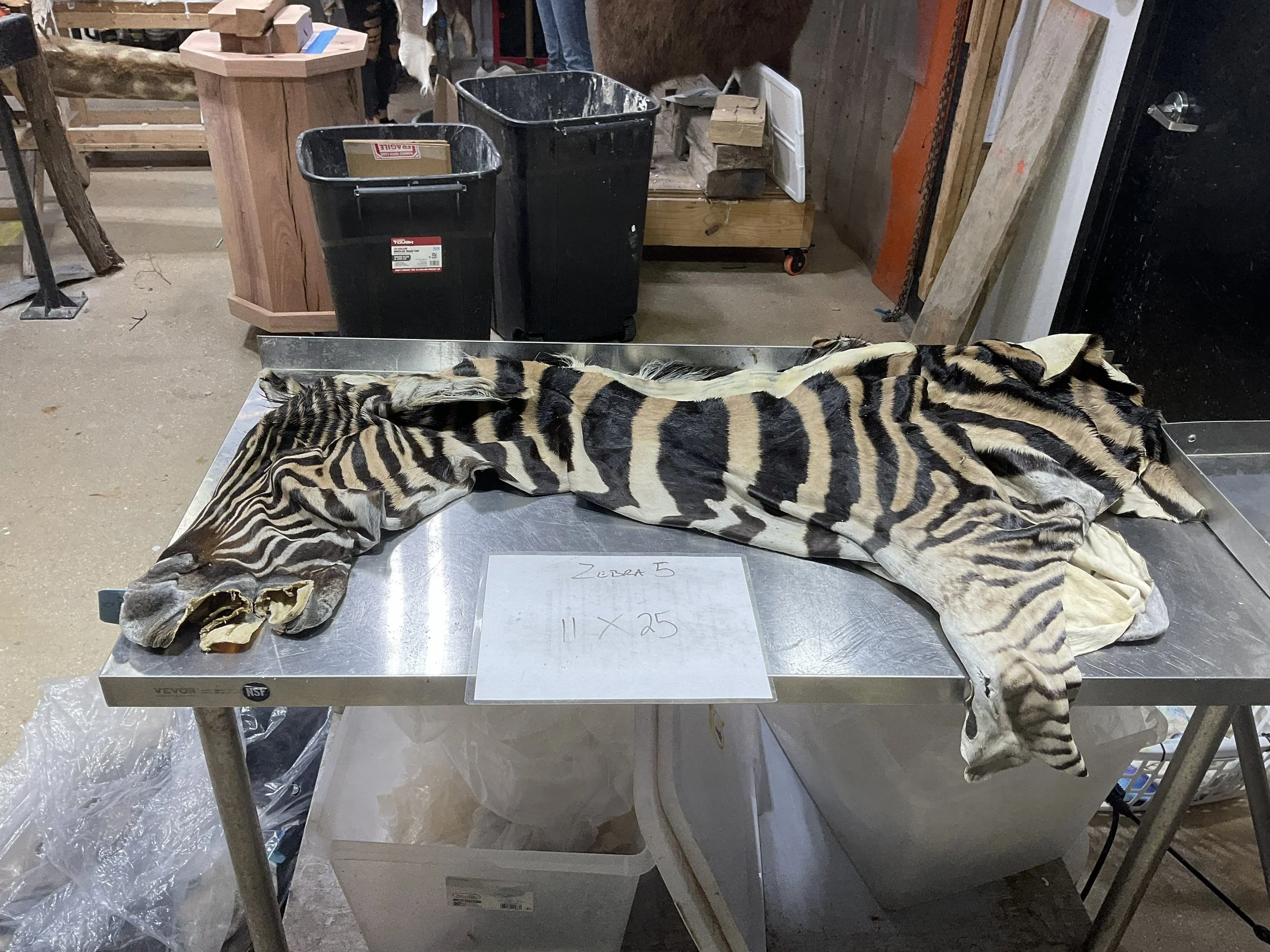 Zebra5.jpg