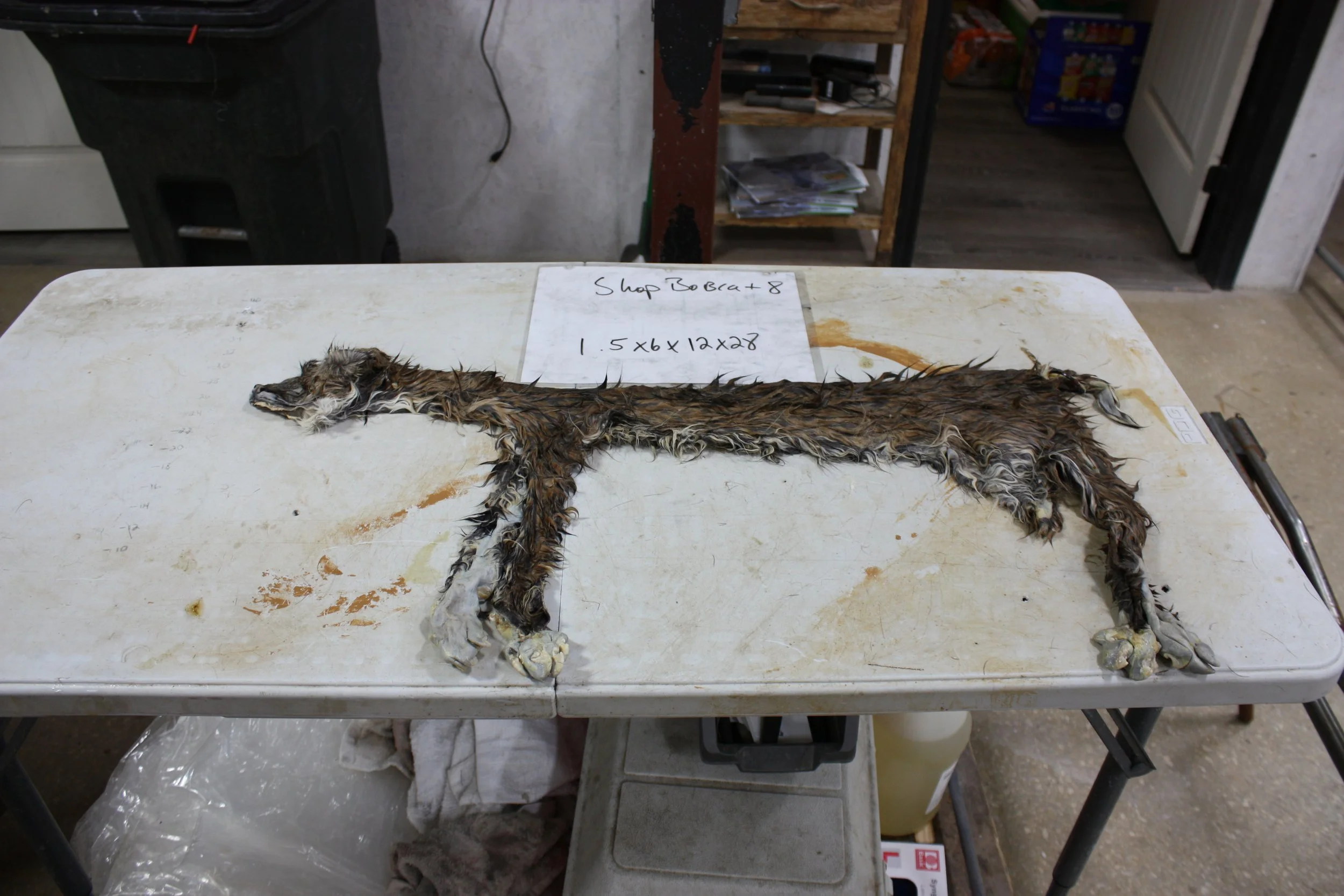 Bobcat8..JPG