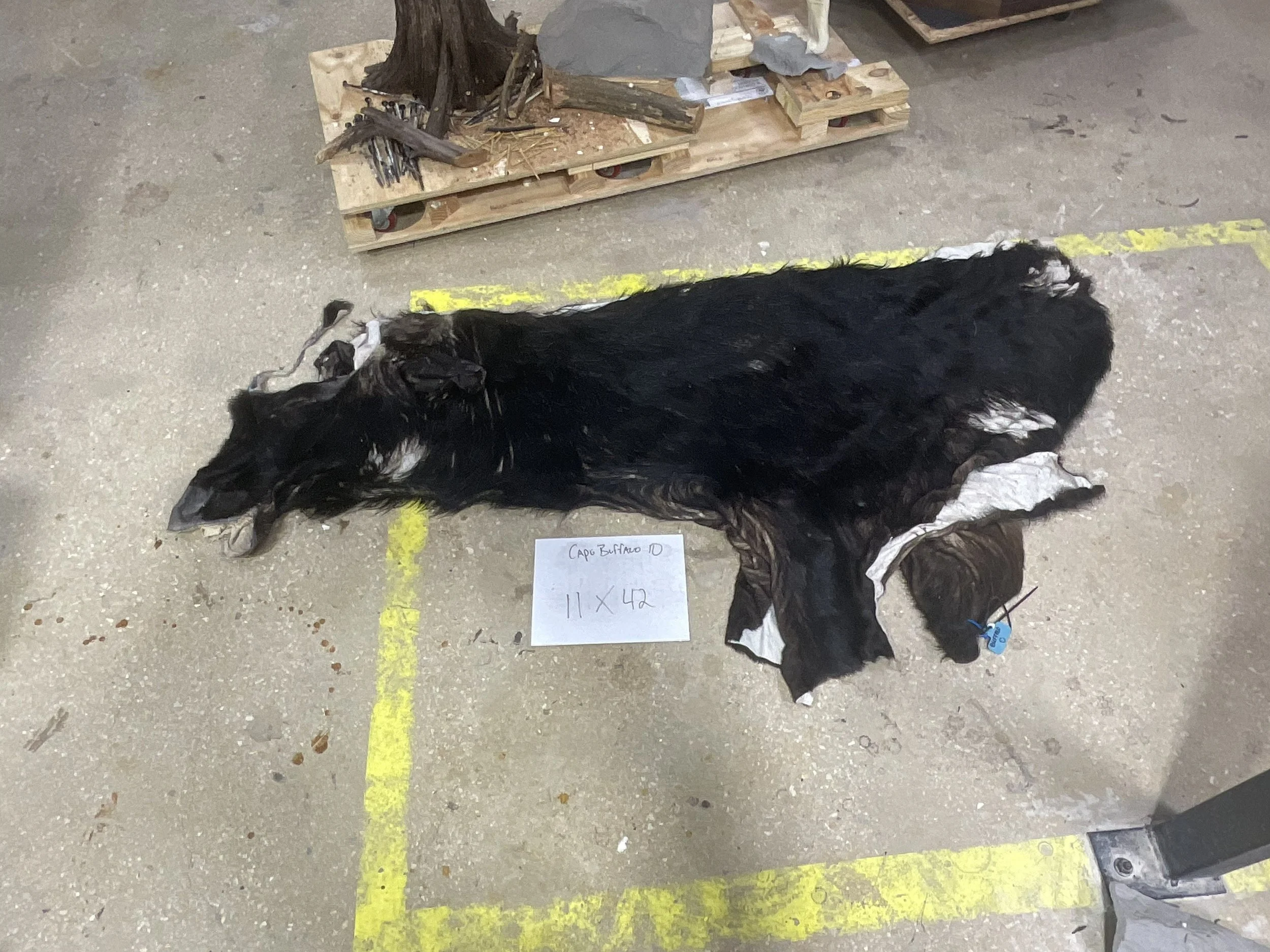 Cape Buffalo10.jpg