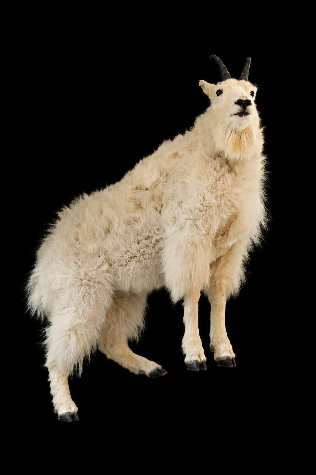 #36-Mountain Goat LS.png