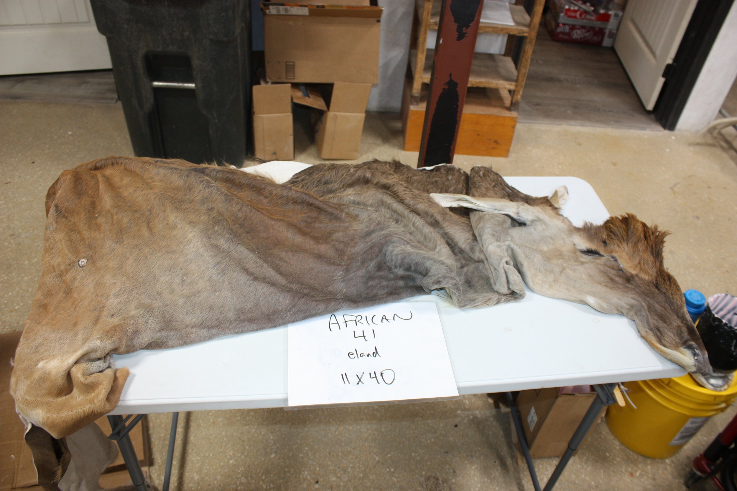 41 eland (2).JPG