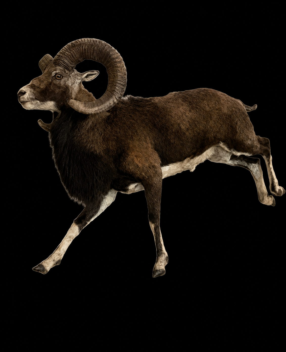 #33-Mouflon LS.png