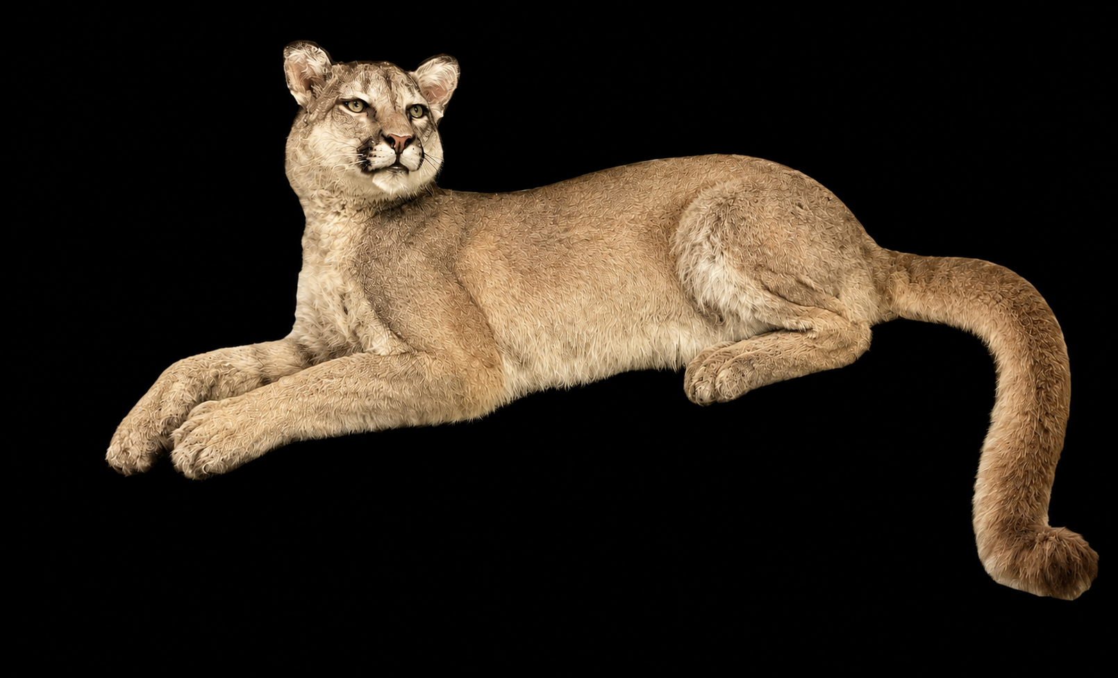 #40-Mnt Lion LS.png