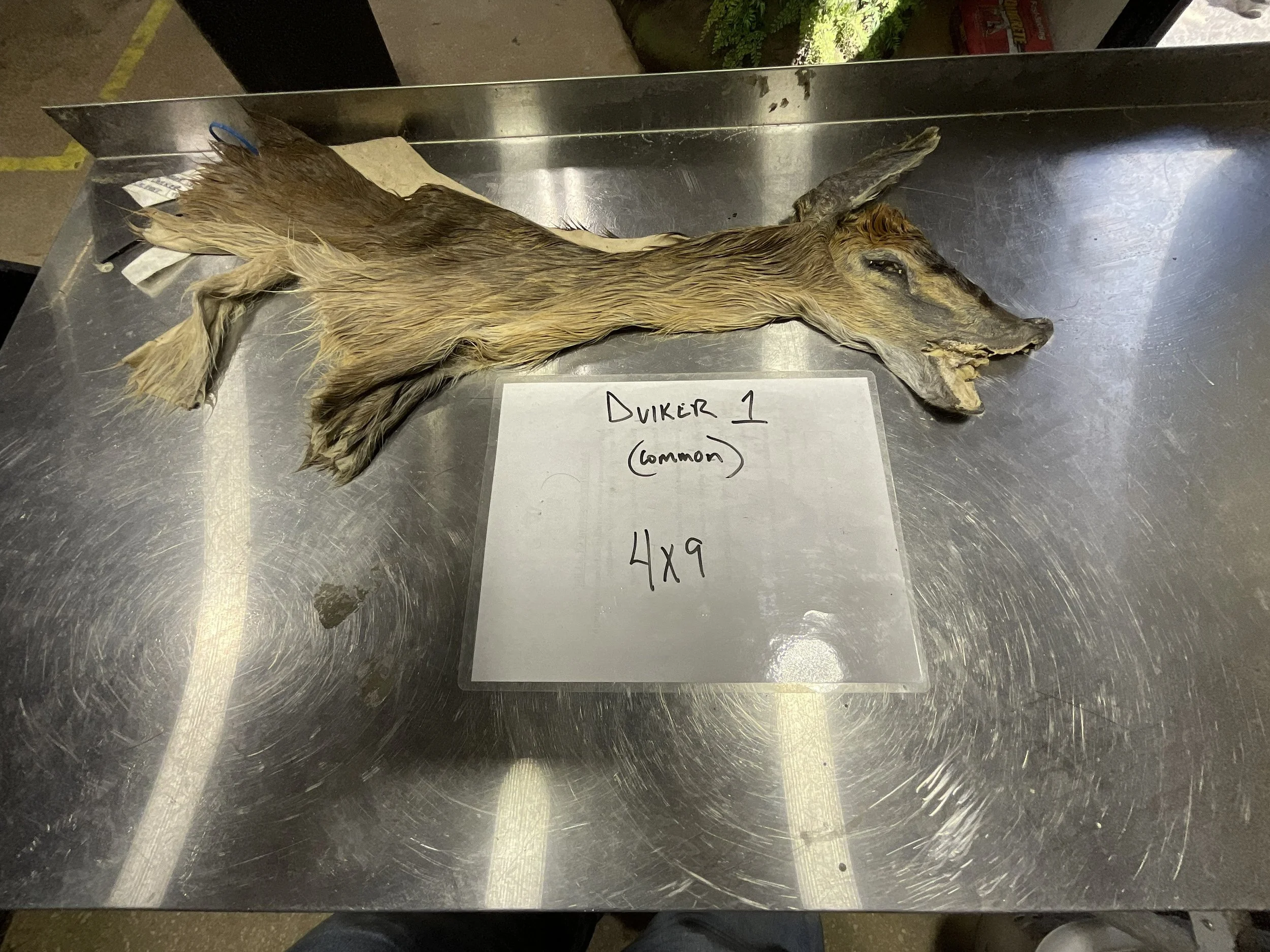 Common Duiker 1.jpg