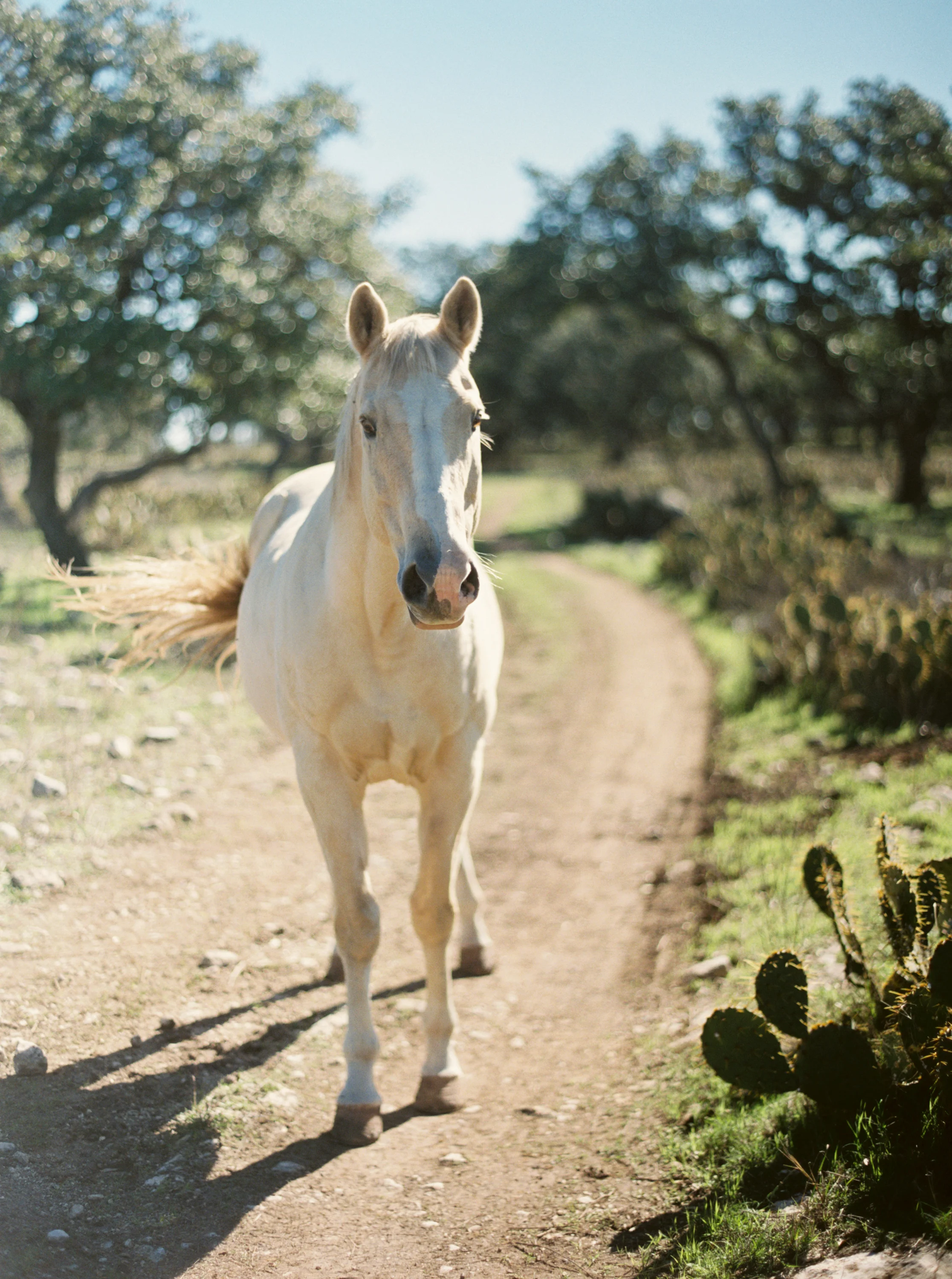 Ranch Photography, Western Photography, Photos of Horses, Texas Ranch, Western Landscape, Texas Hill Country, Hannah Mayson