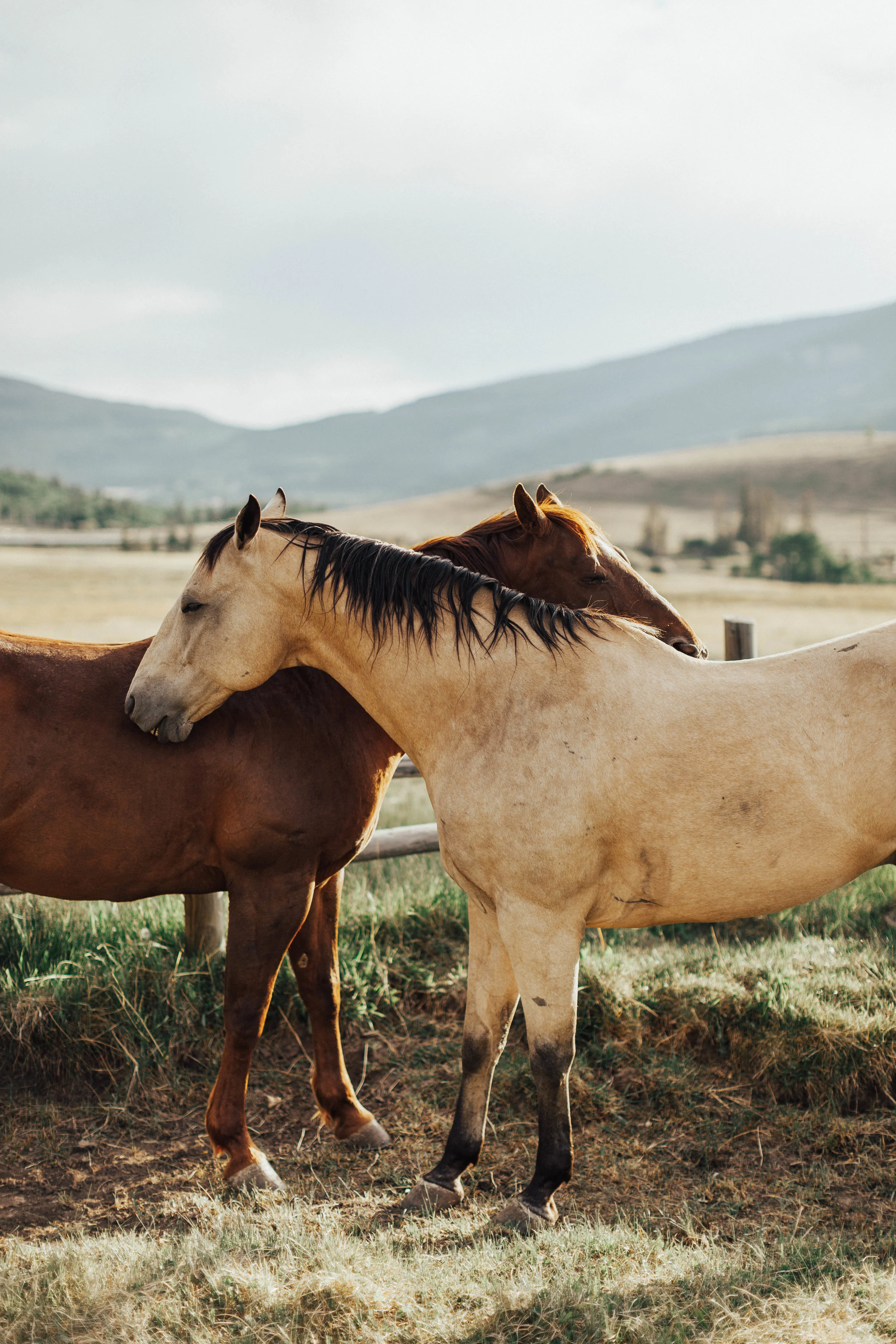 Horses-12.jpg
