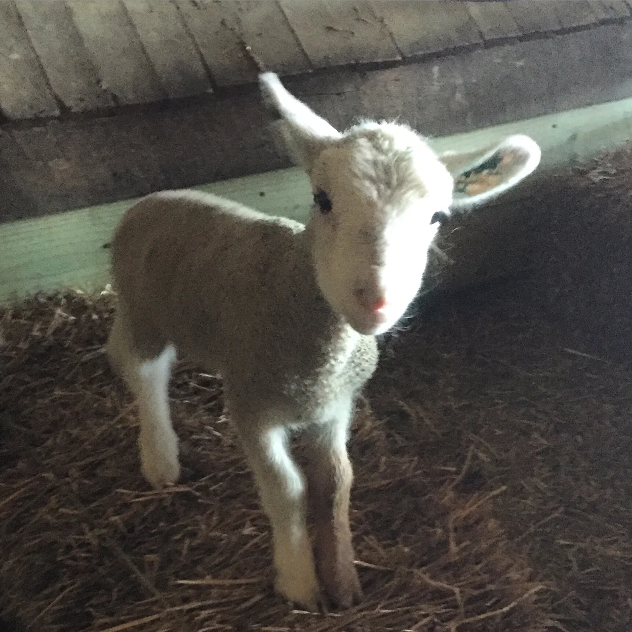 One of the lambs in the nursery.
