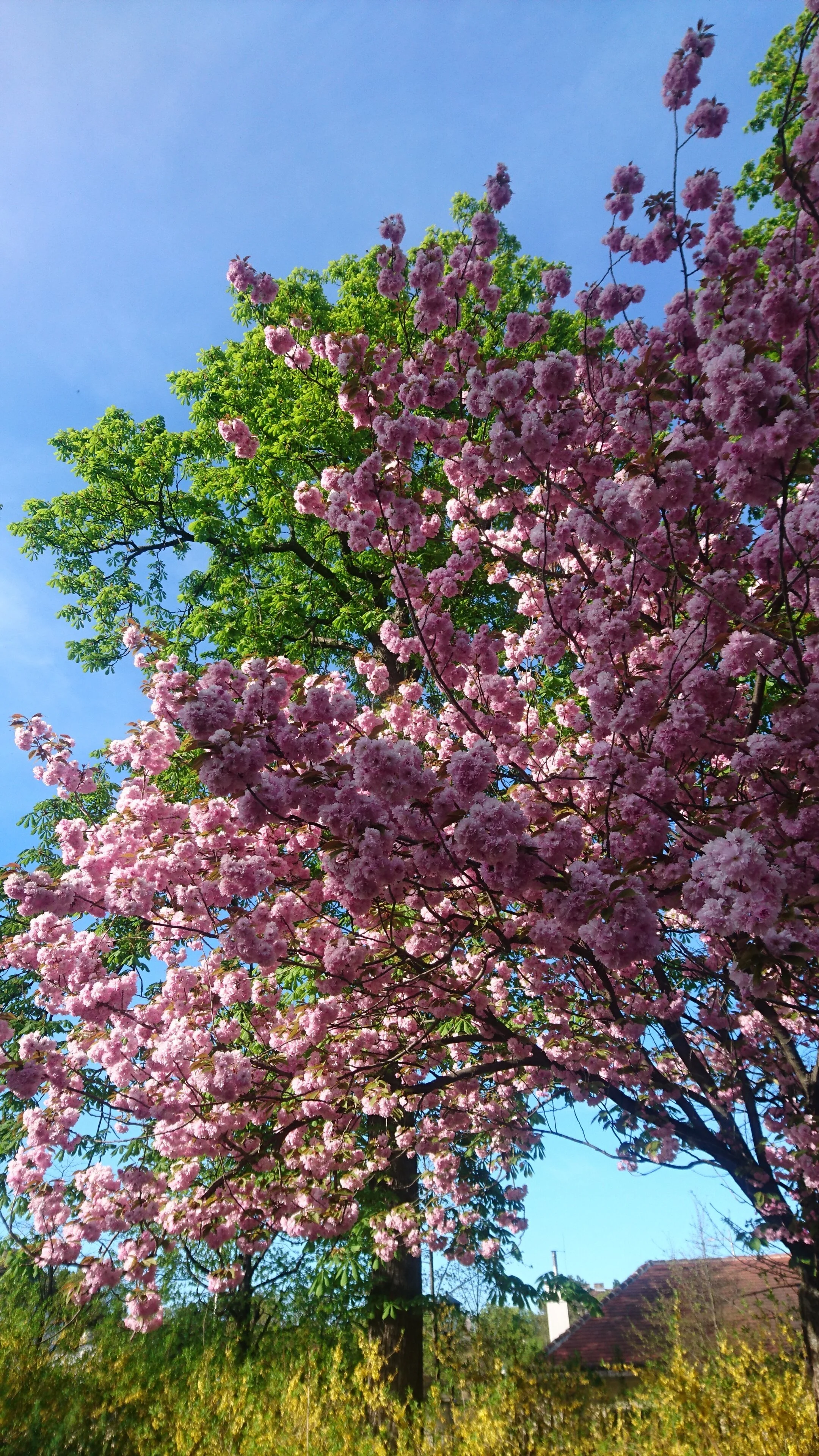 DSC_0528.JPG