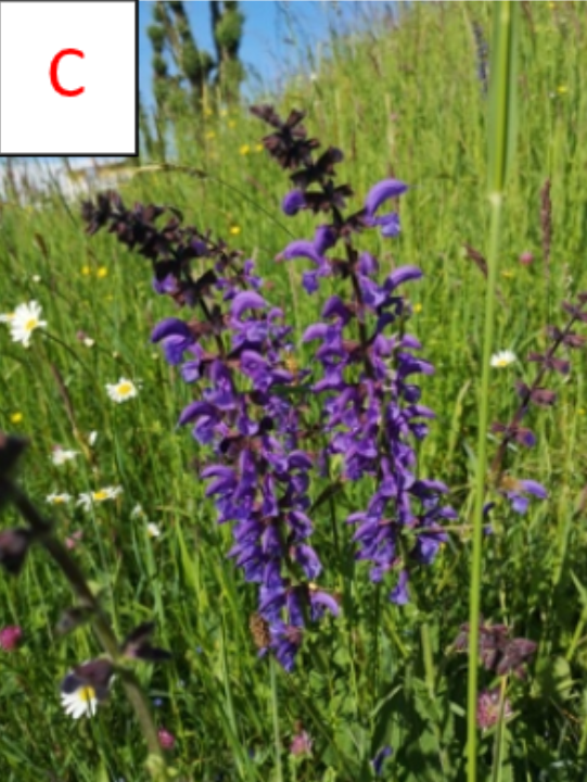 Blumenquiz
