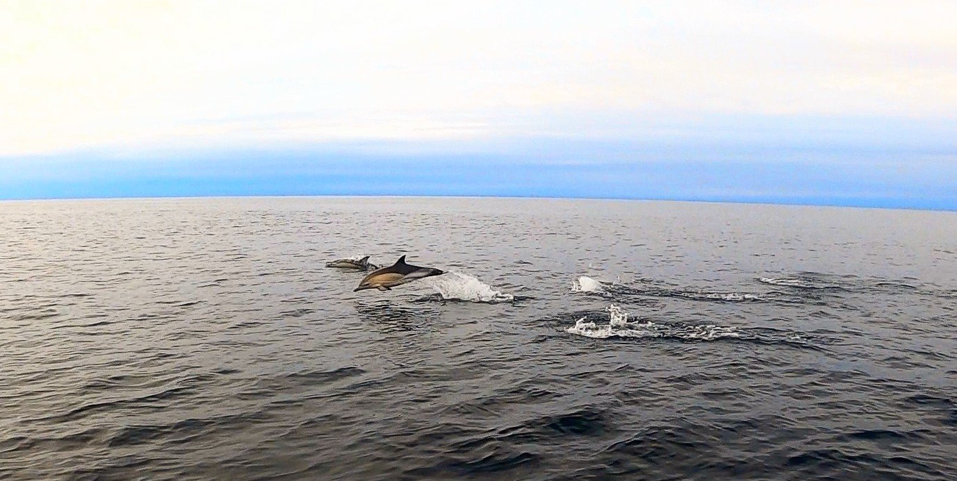 Two dolphins jumping out of the water in the ocean with a cloudy sky above.