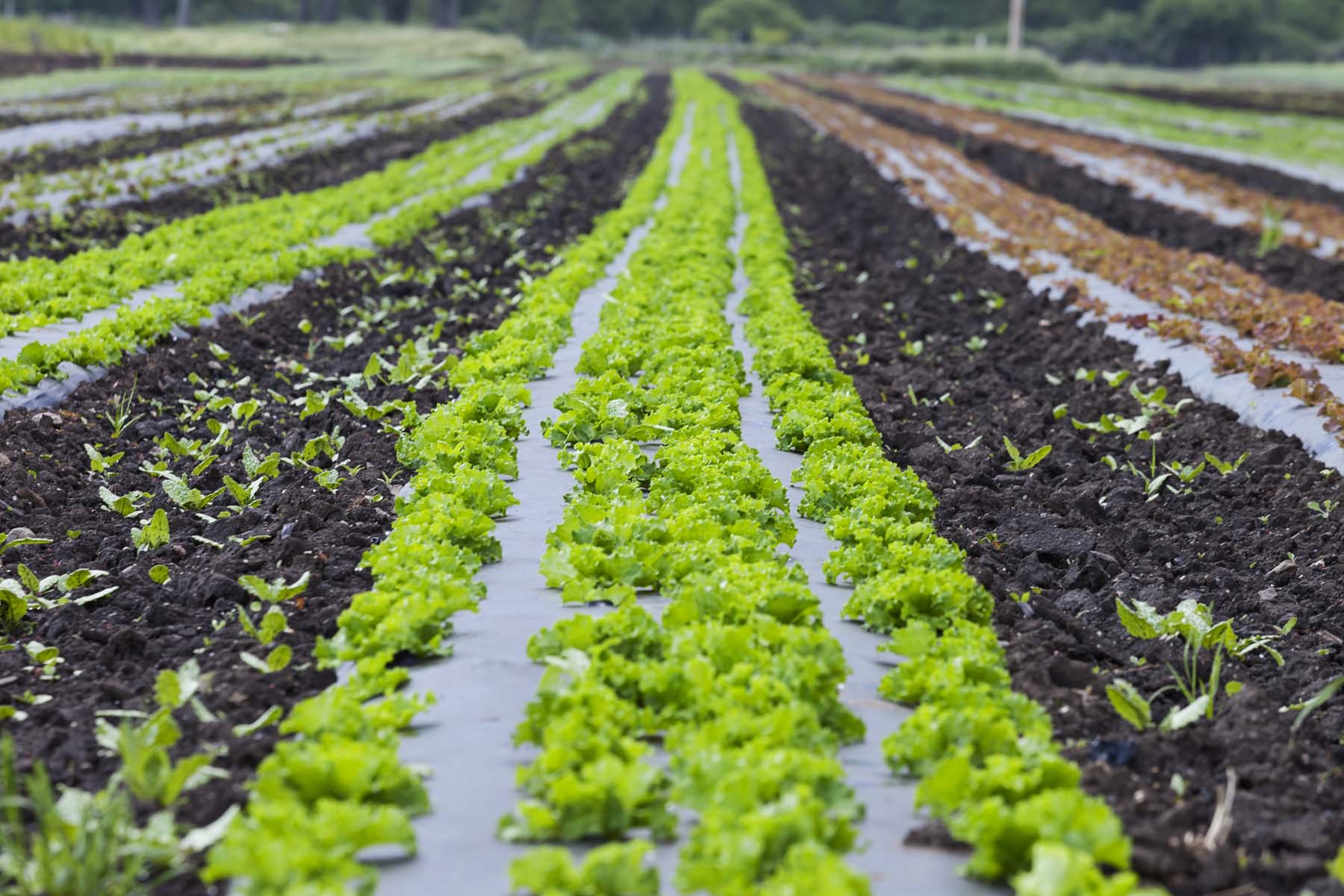 ff farm 050716_0099_web.jpg
