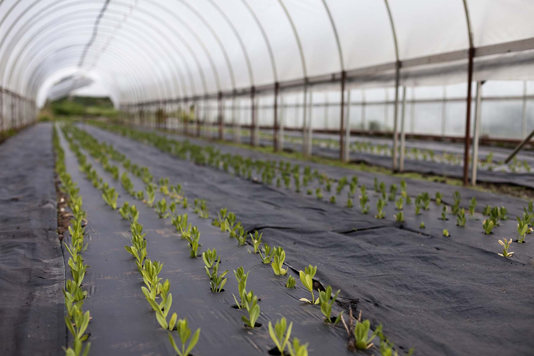 ff farm 050716_0125_web.jpg