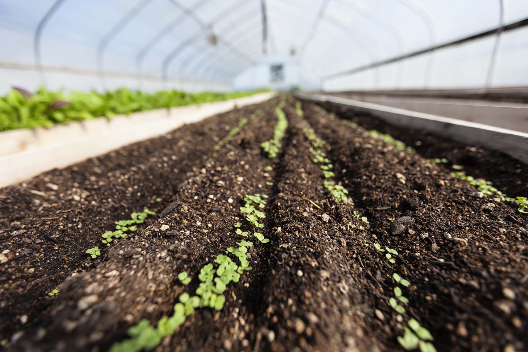 ff farm 050716_0230_web.jpg