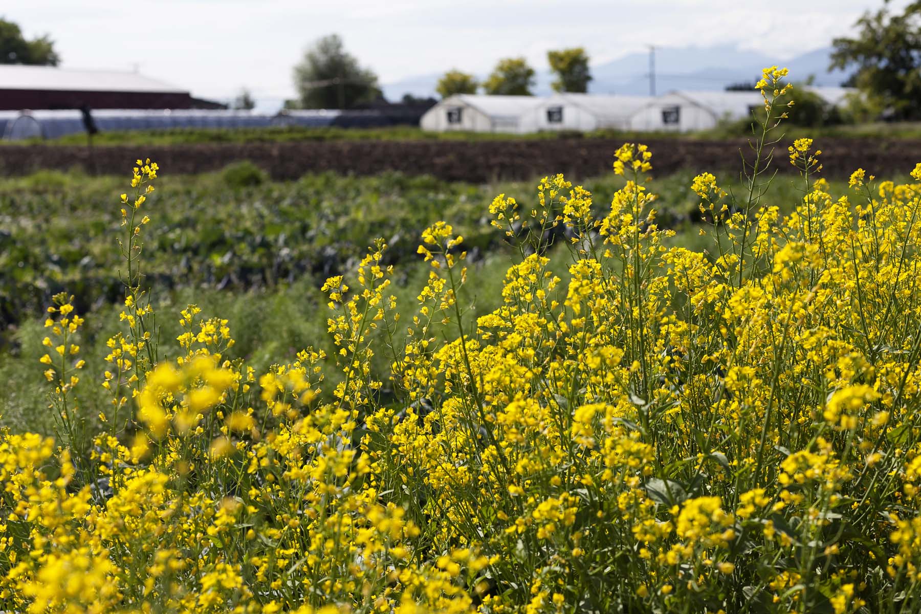 ff farm 050716_0238_web.jpg