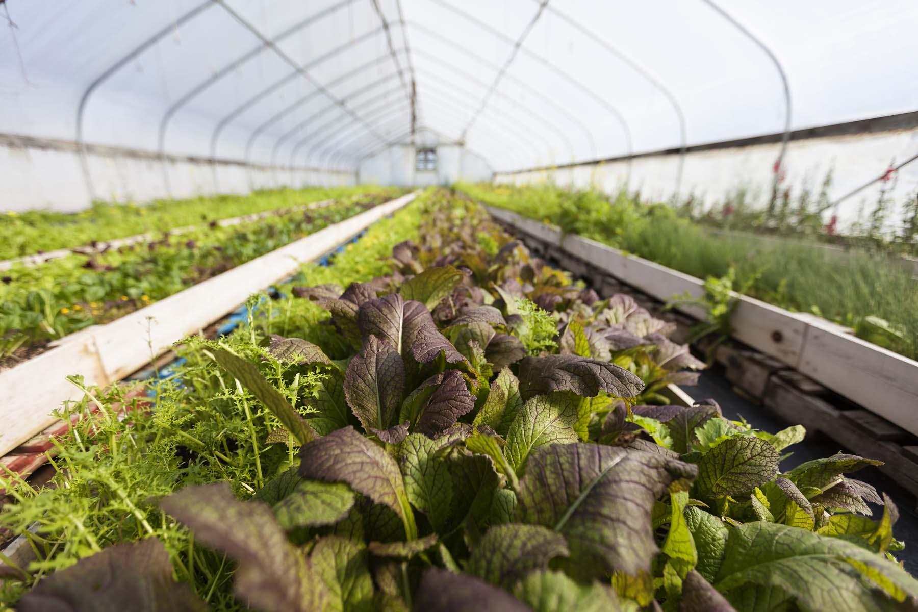 ff farm 050716_0228_web.jpg