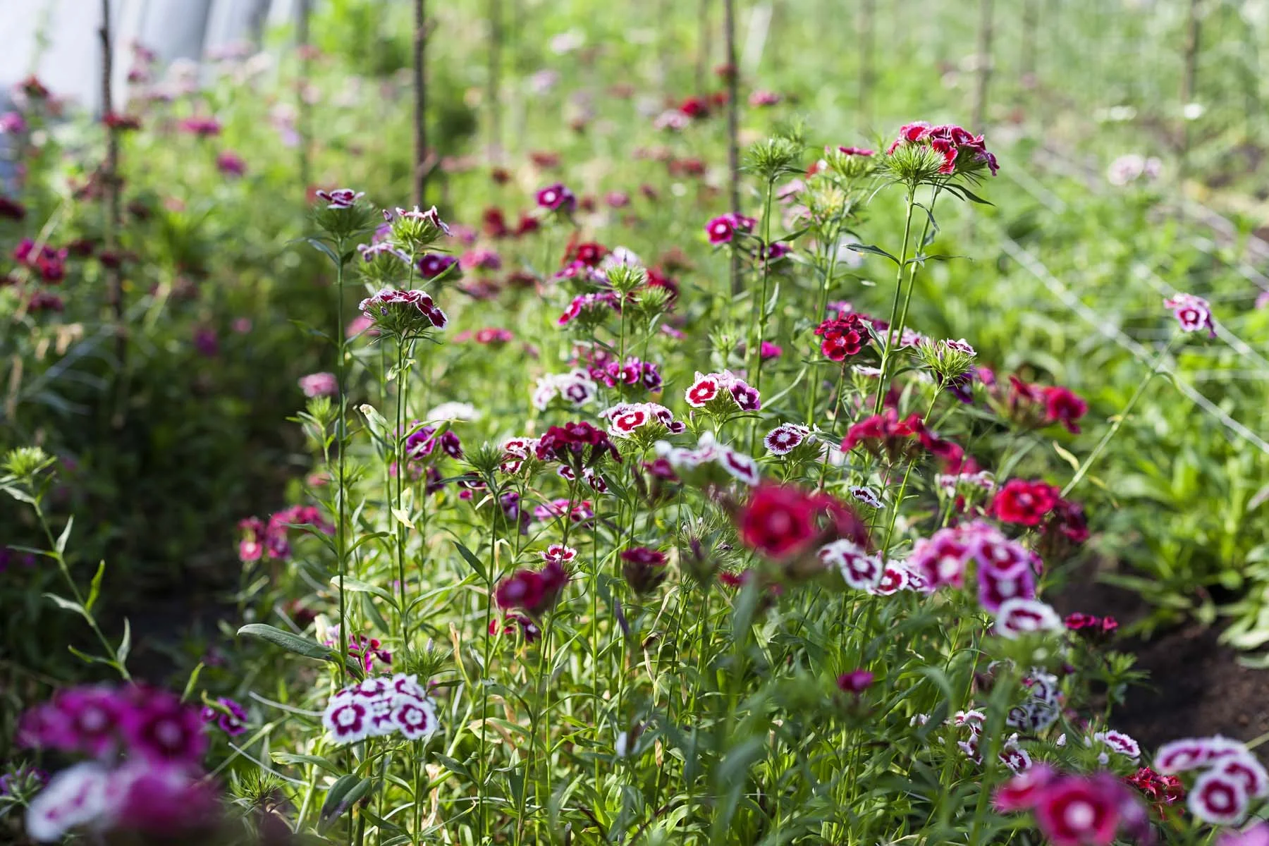 Exciting Fry Family Farm growth!