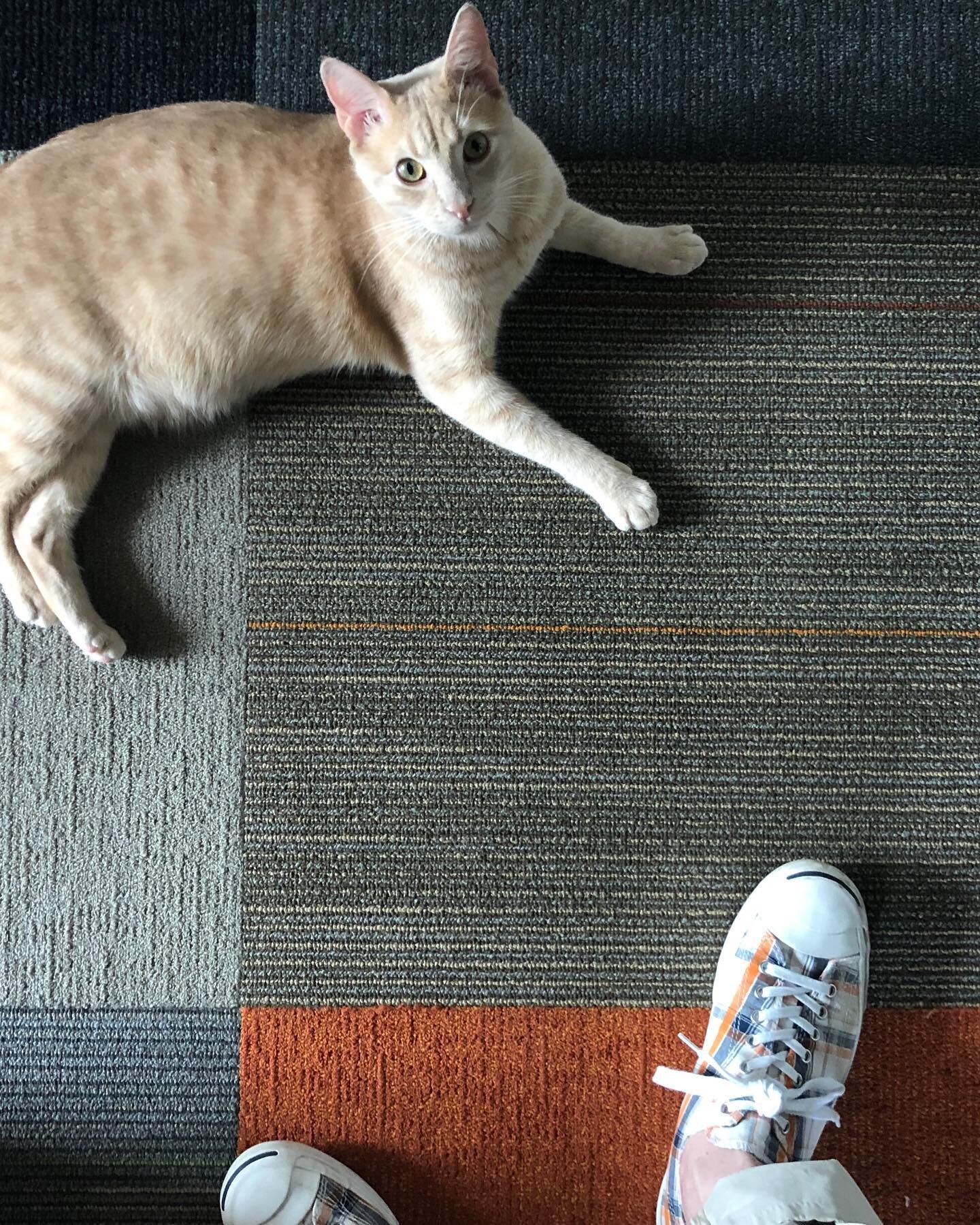 Looking down at feet. 4/29/2020.
The details make me happy. Often I pause and my mind wonders...just how I&rsquo;m wired. So I have been told.  My favorite @converse madras Jack Purcell sneakers, my Oliver,  the little blonde ginger in my life, or a 