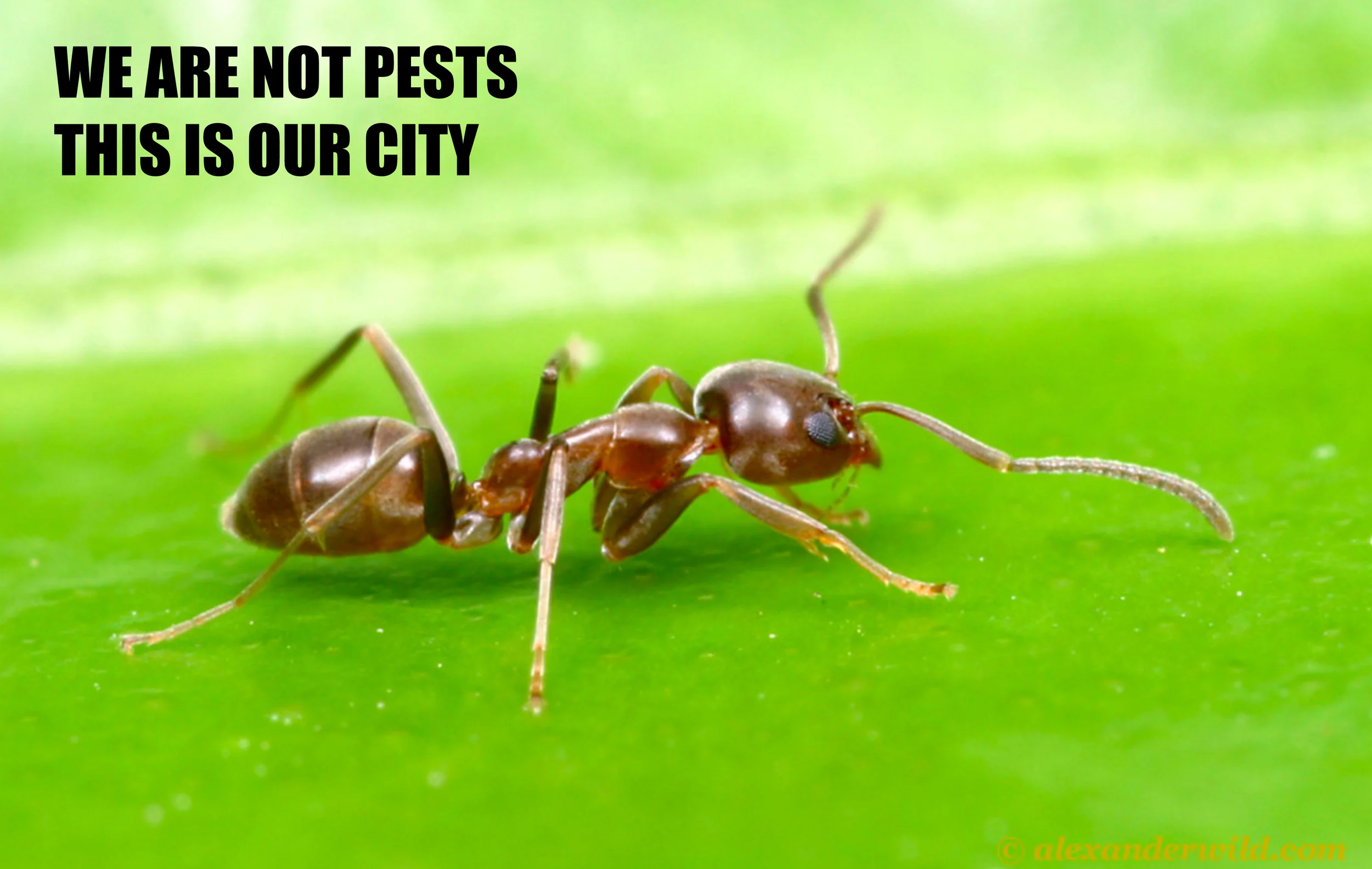 Ant rights poster, 2037