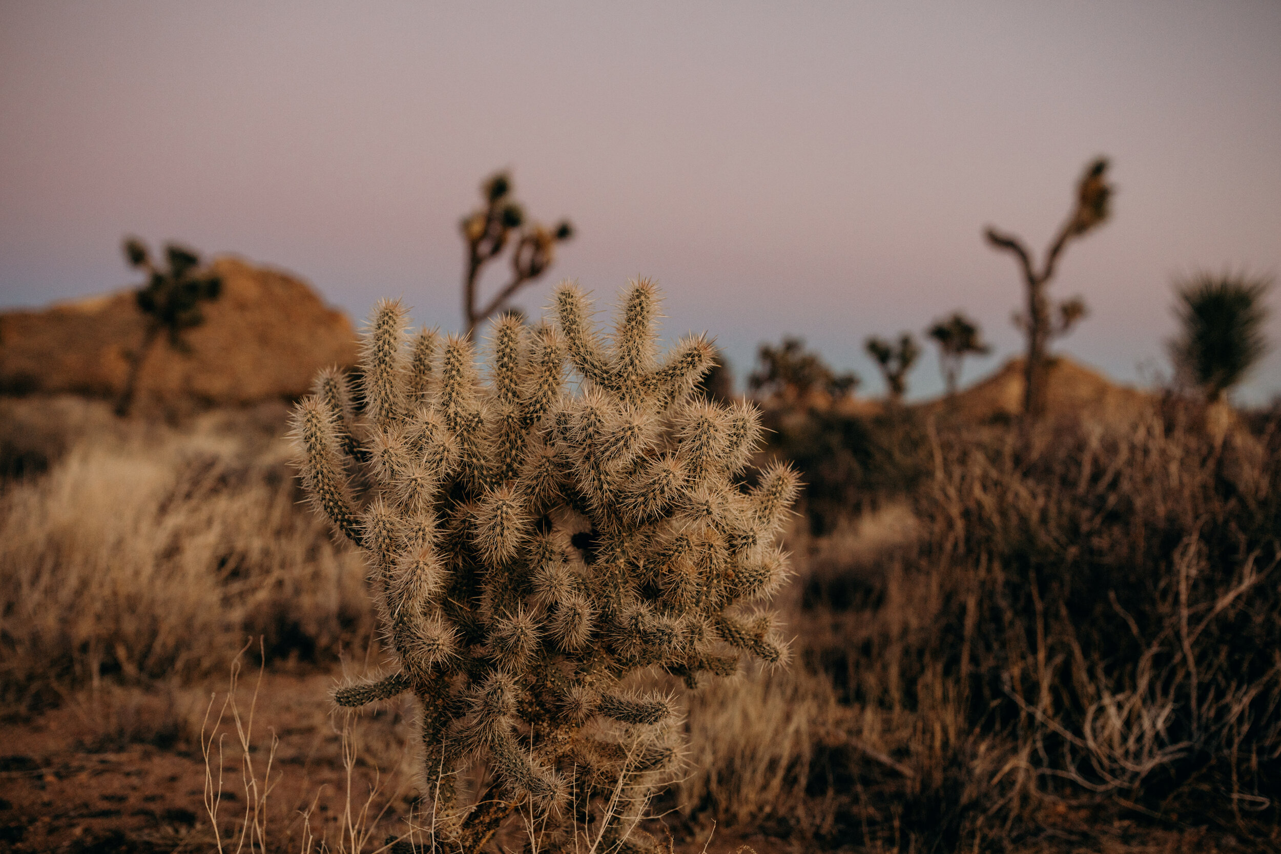 Roadtrip_9_JoshuaTree-81.jpg