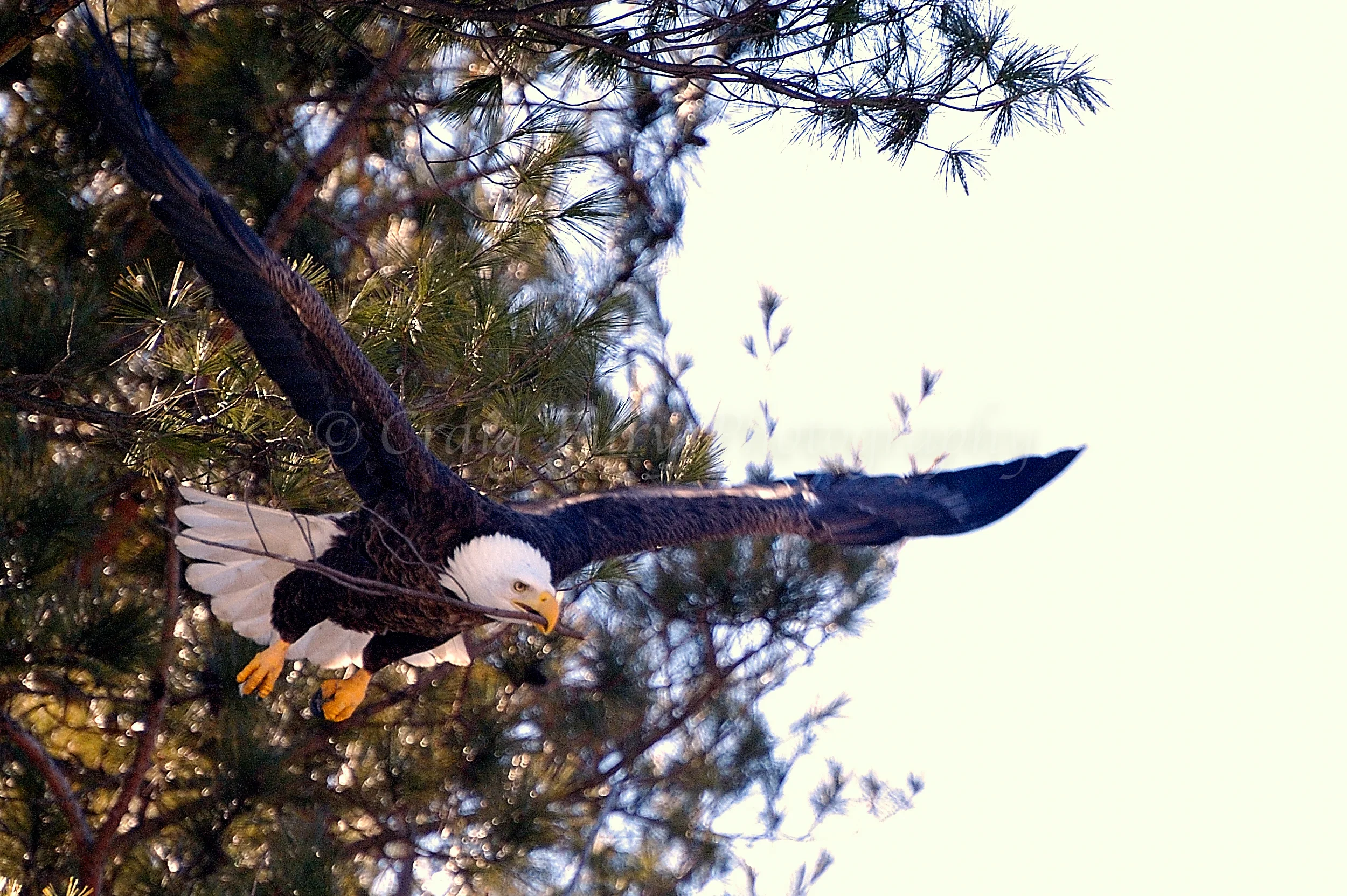 Bald-Eagle-Branch-In-Mouth-For-Nest-wm-o1-c.jpg