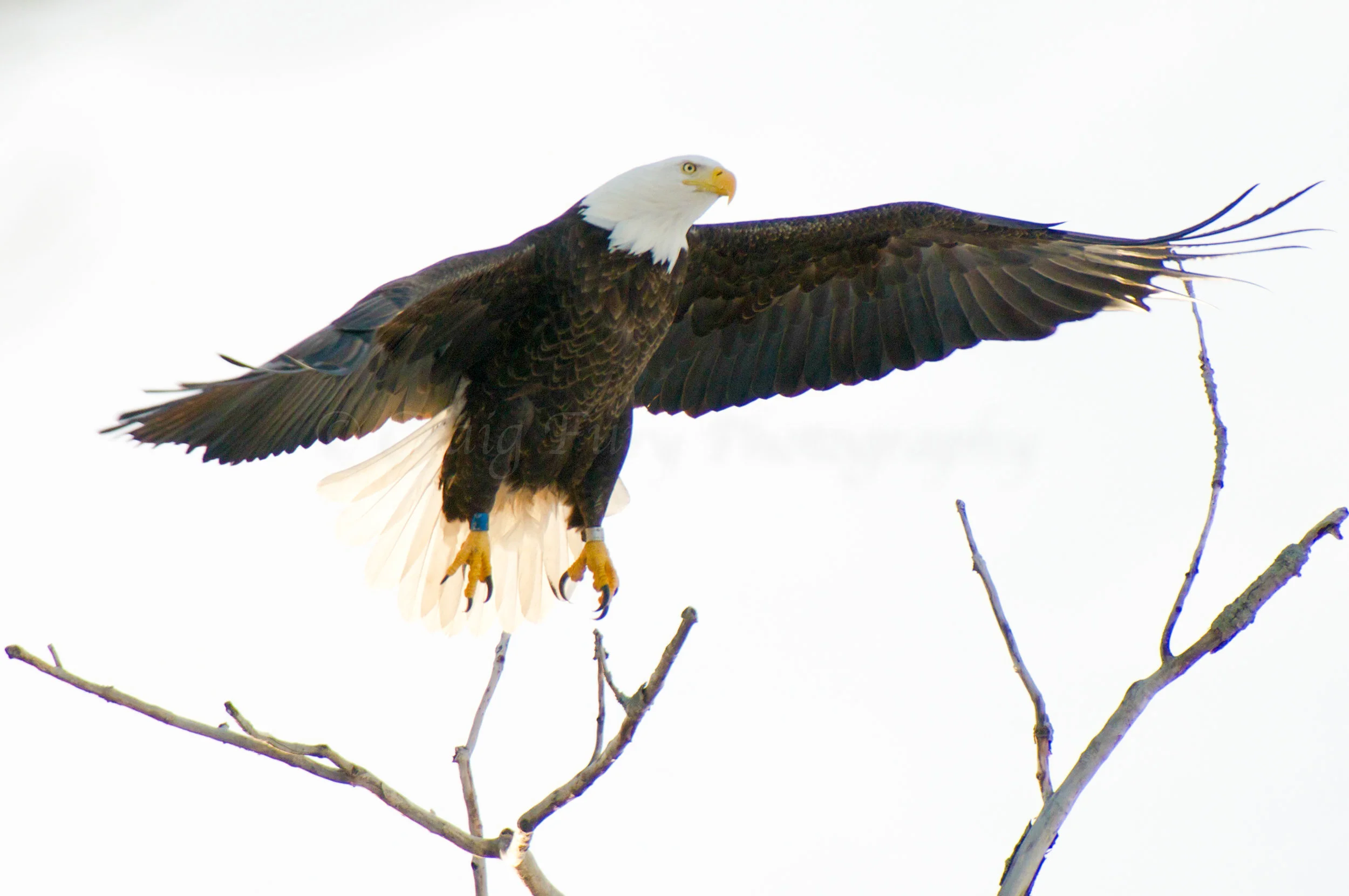 Bald-Eagle-Take-Off-2-c-wm-l10c.jpg