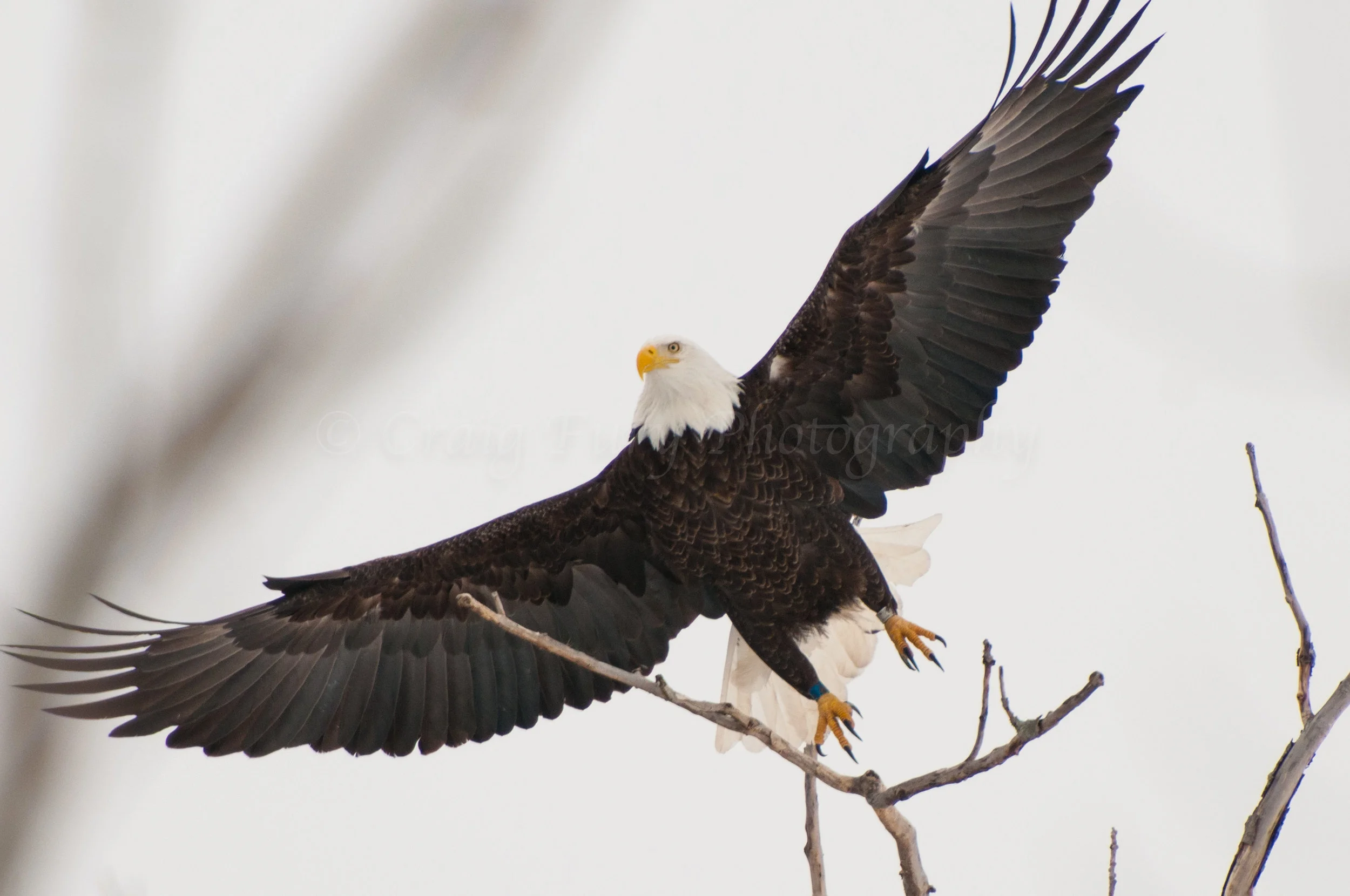 Bald-Eagle-Quick-Wing-Spread-wm-o10c.jpg