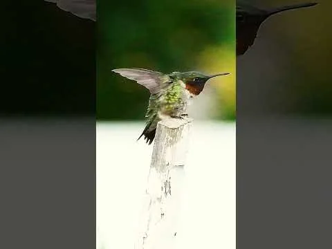 Hummingbird Sentry #hummingbird