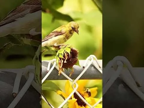 An American Goldfinch foraging on a sunflower seed. With a flick of the head the shell is discarded.