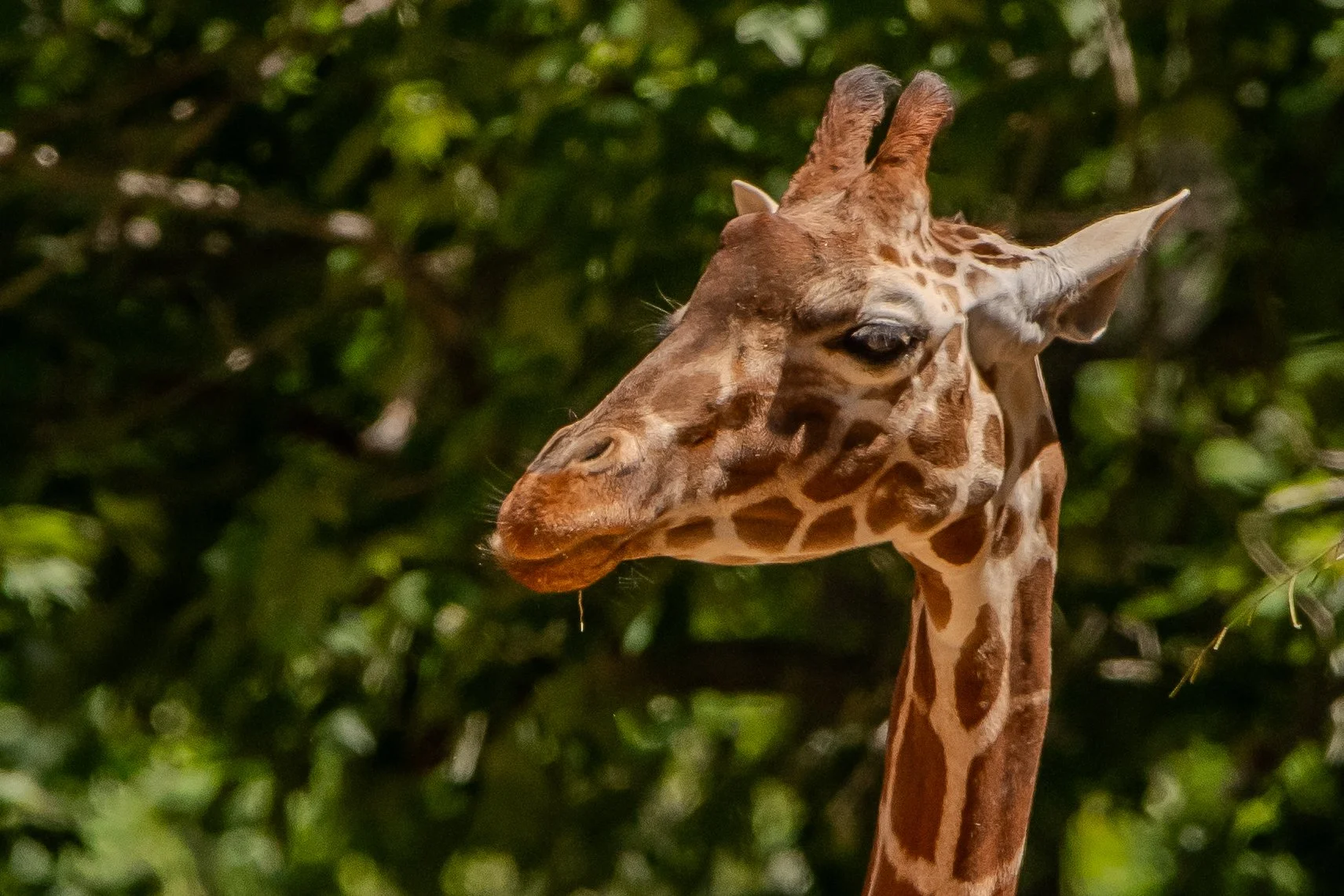 NC-zoo-adj-3.jpg