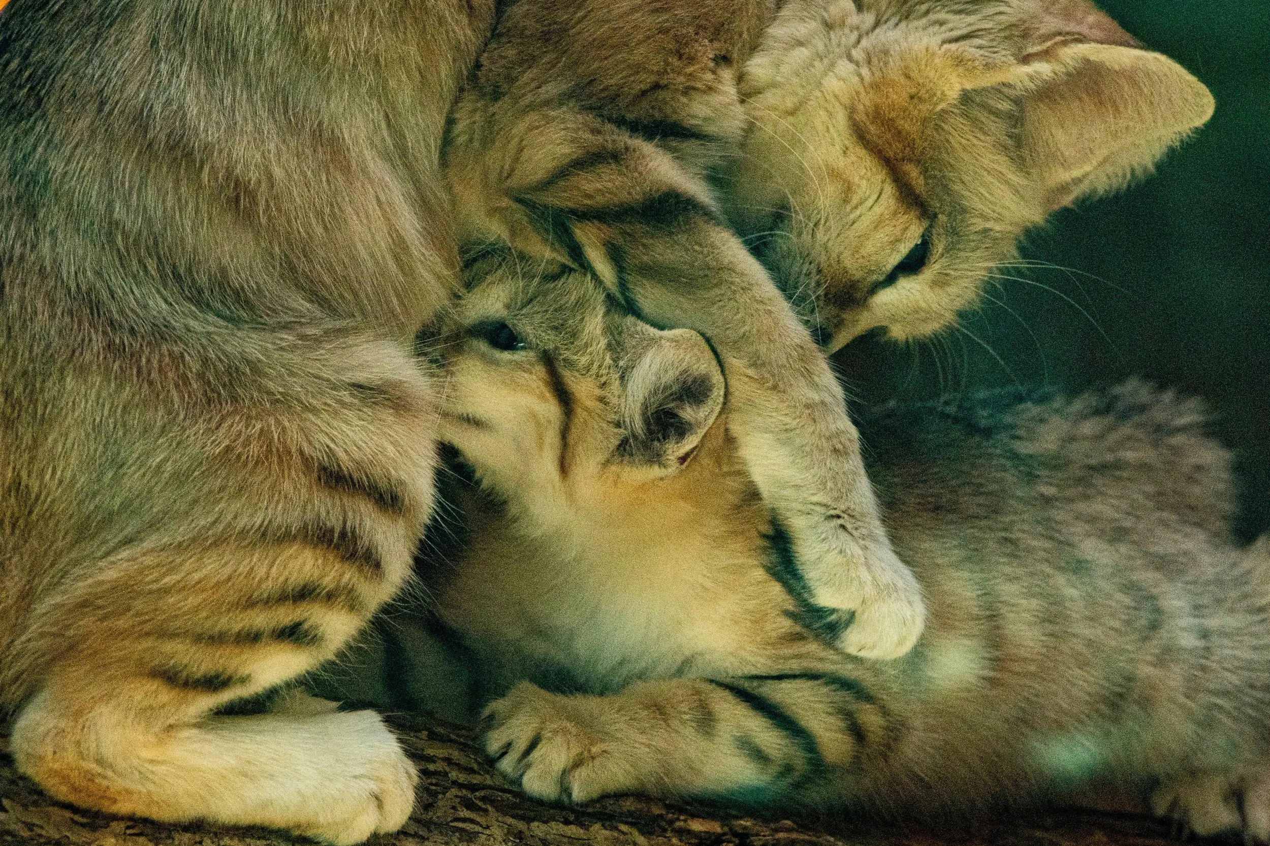NC-zoo-adj-28.jpg