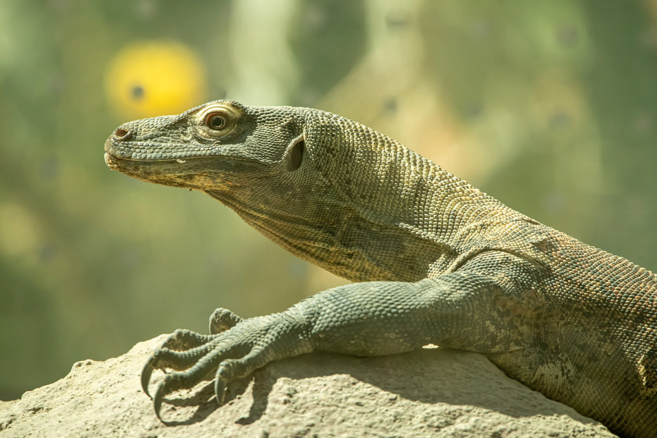 NC-zoo-adj-27.jpg