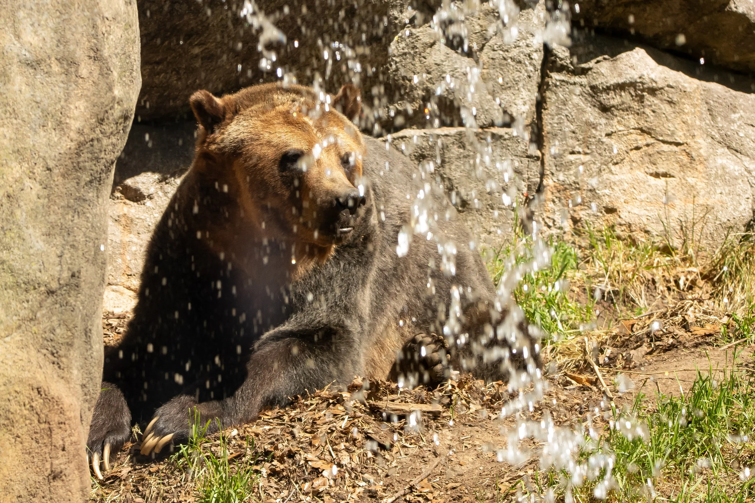 NC-zoo-adj-25.jpg