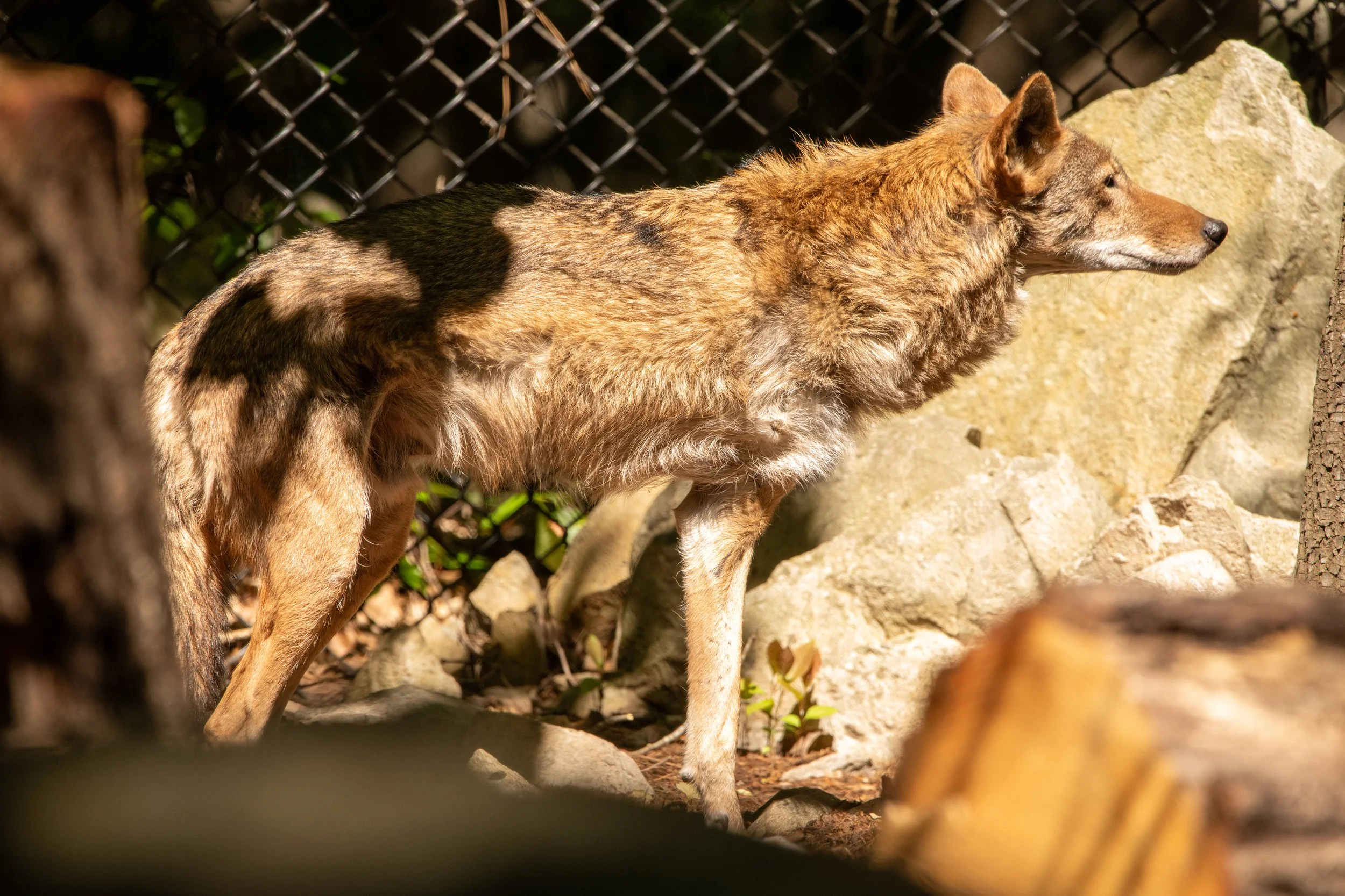NC-zoo-adj-26.jpg