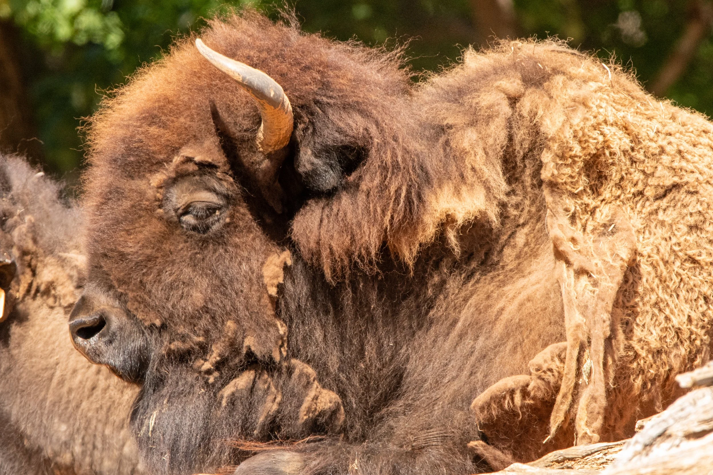 NC-zoo-adj-23.jpg