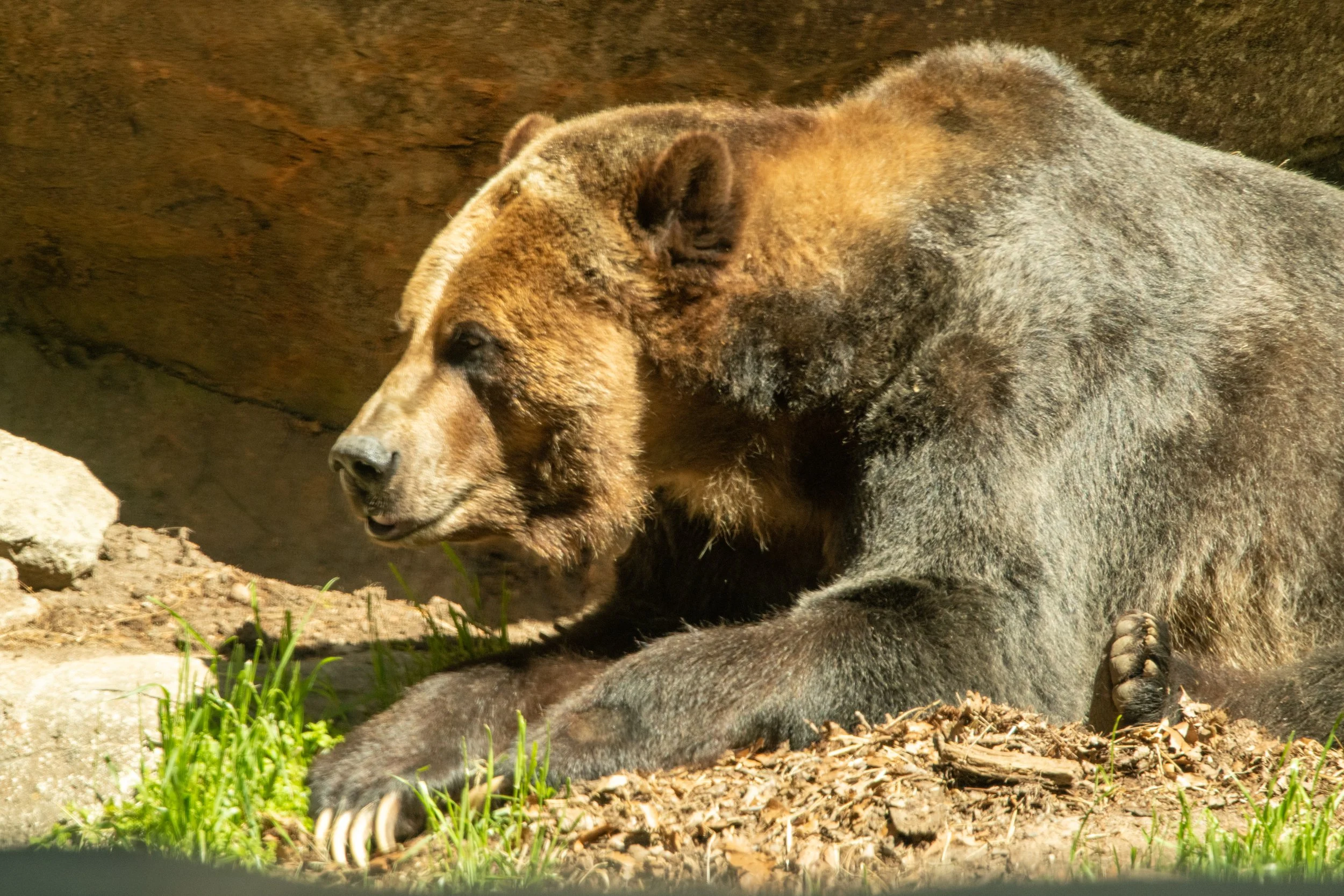 NC-zoo-adj-24.jpg