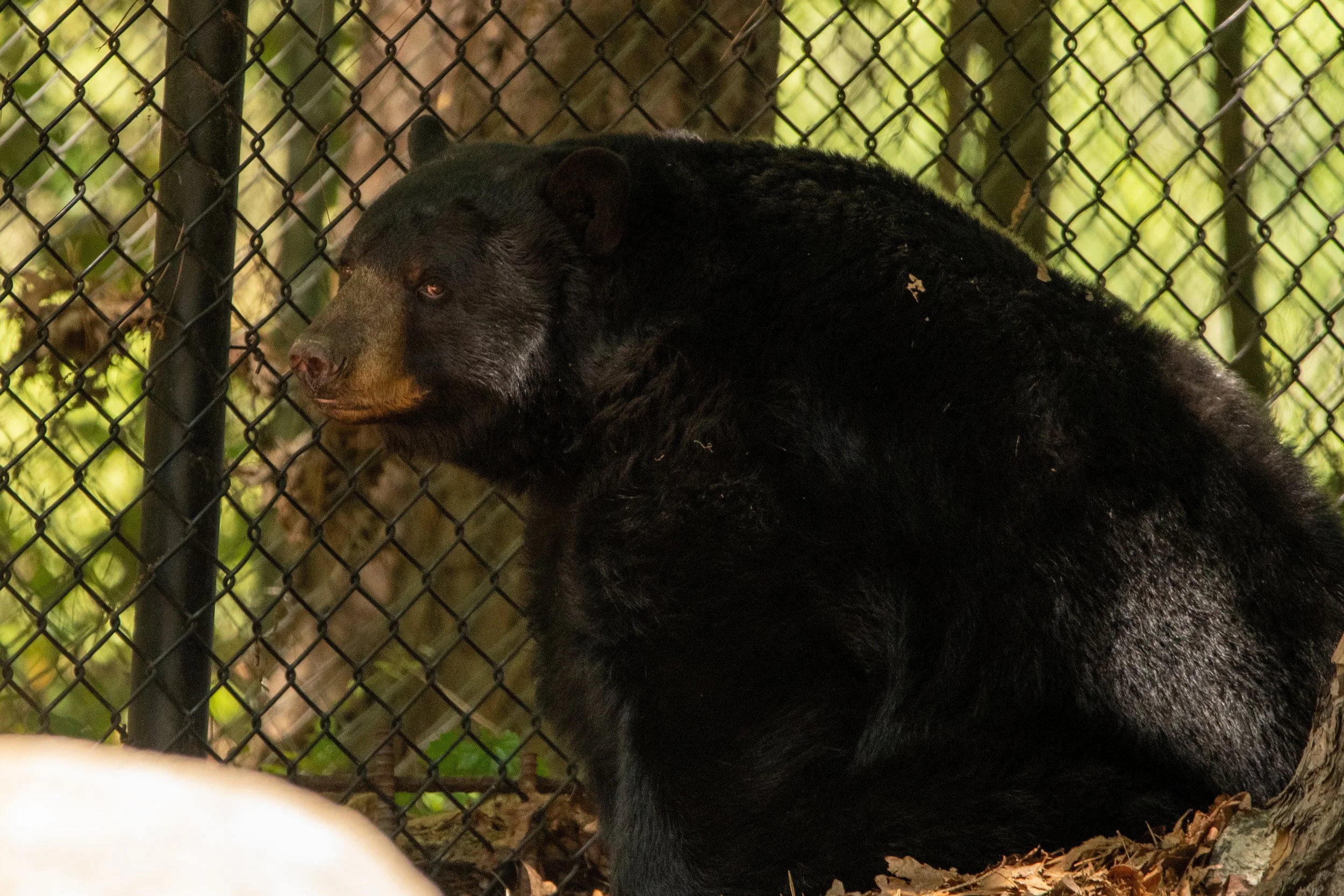 NC-zoo-adj-21.jpg