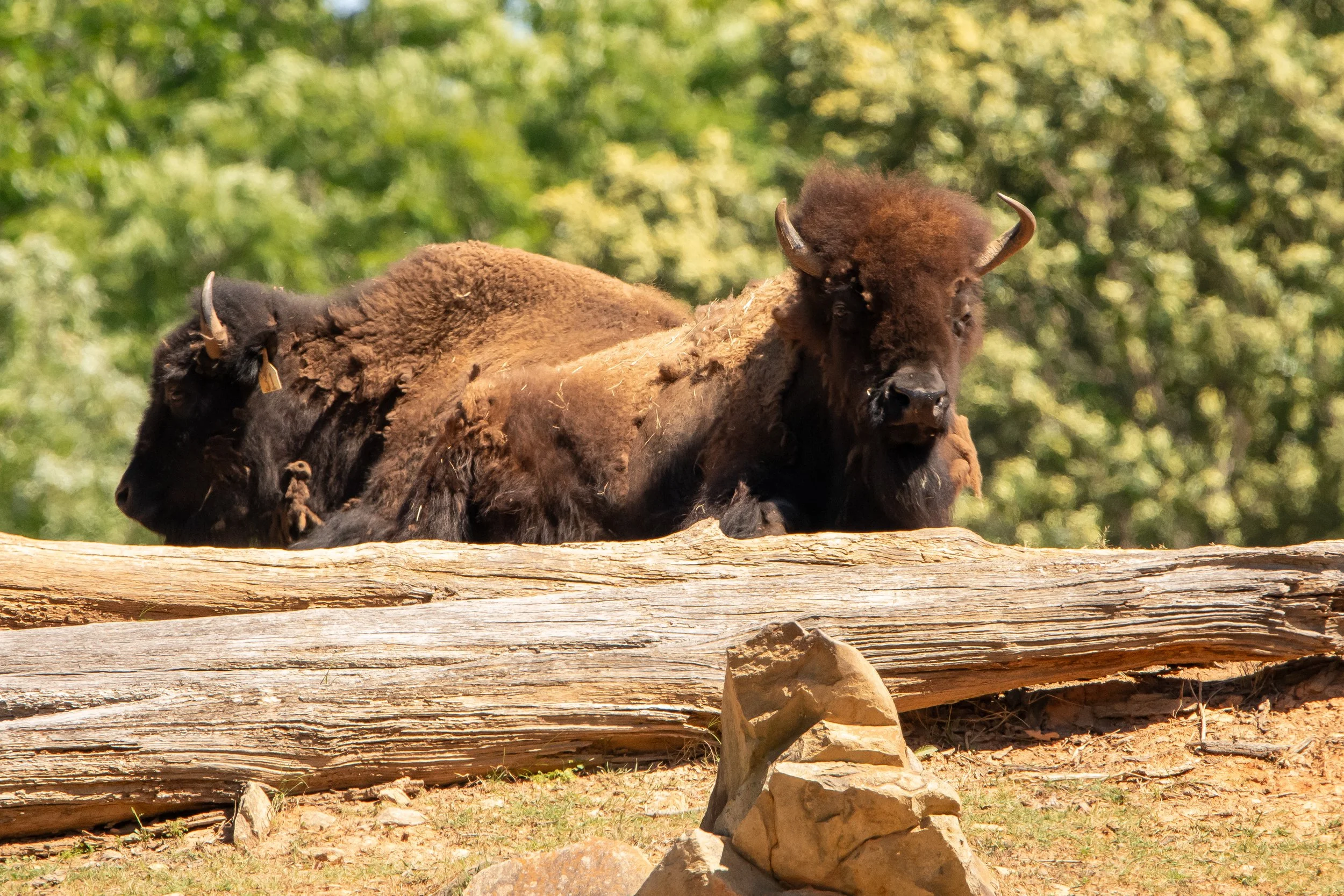NC-zoo-adj-22.jpg
